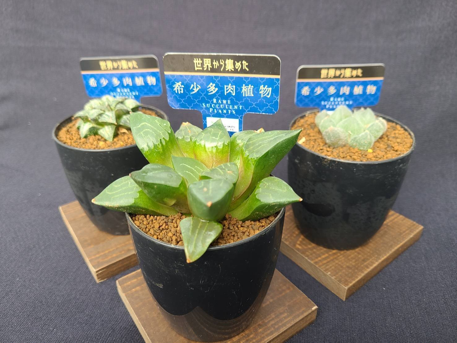 ラベルの種類分けについて「青ラベル」｜midoritoridori