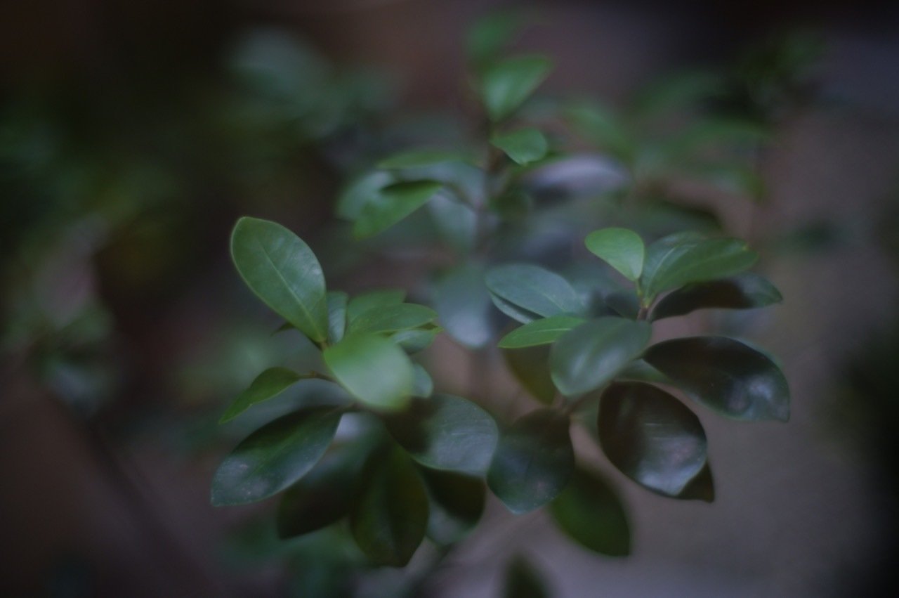 Carl Zeiss Planar T* 50mm F1.4 ZE + SIGMA fp L|TAI-Q'n Carl Zeiss Planar T* 50mm F1.4 ZE + SIGMA fp L|TAI-Q'n