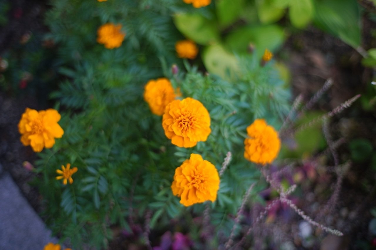 Carl Zeiss Planar T* 50mm F1.4 ZE + SIGMA fp L|TAI-Q'n Carl Zeiss Planar T* 50mm F1.4 ZE + SIGMA fp L|TAI-Q'n