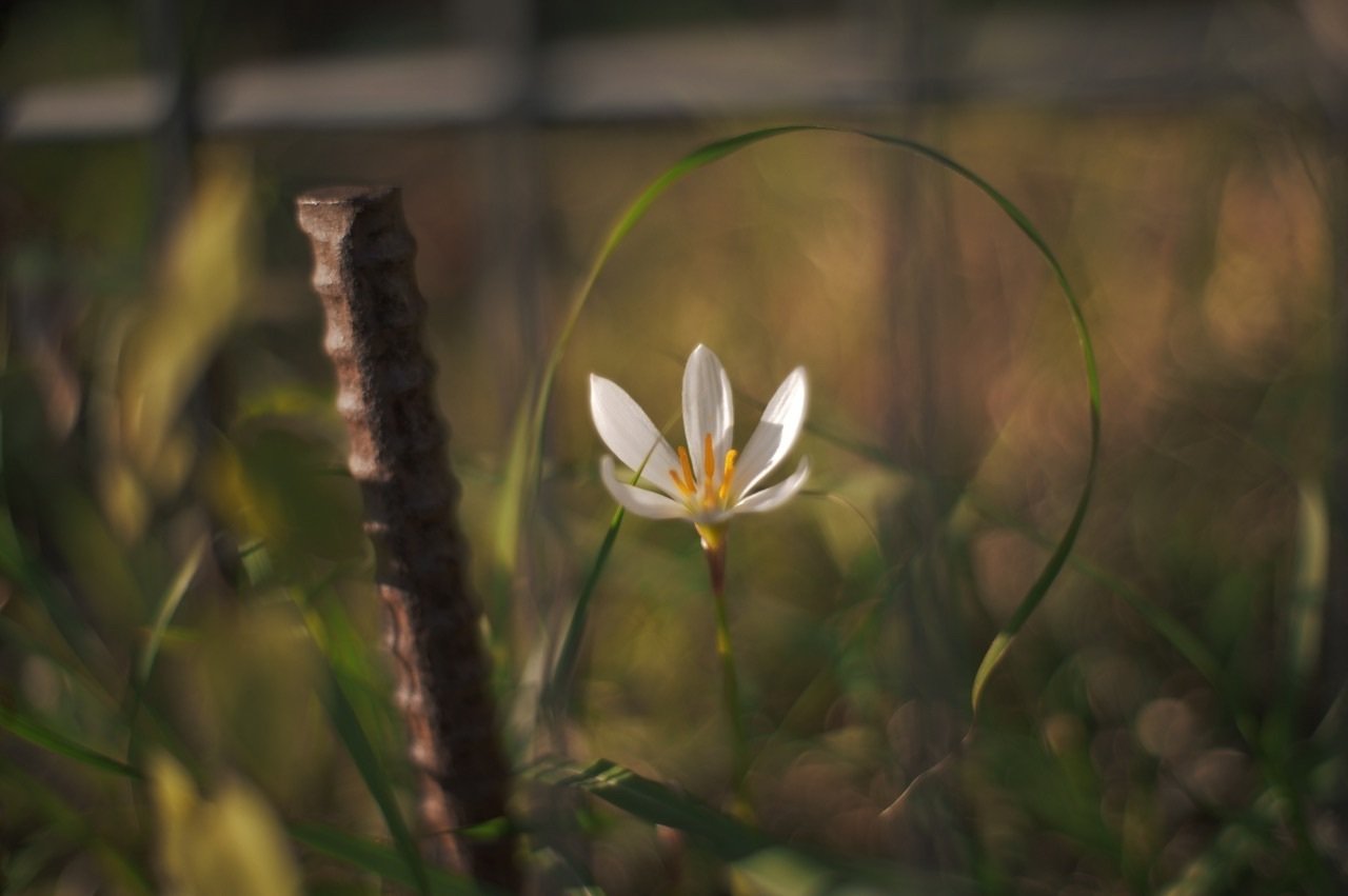 Carl Zeiss Planar T* 50mm F1.4 ZE + SIGMA fp L|TAI-Q'n Carl Zeiss Planar T* 50mm F1.4 ZE + SIGMA fp L|TAI-Q'n