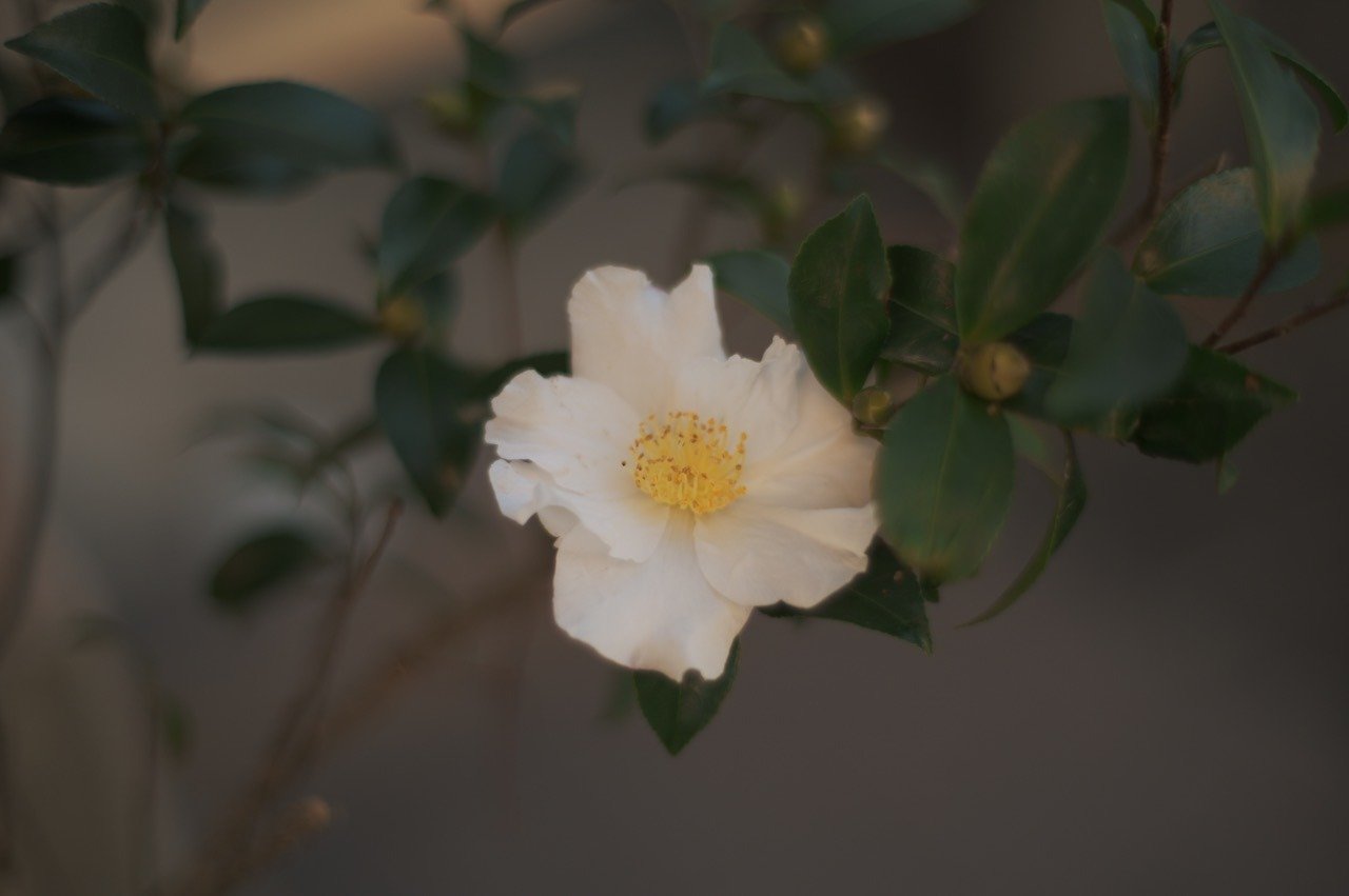 Carl Zeiss Planar T* 50mm F1.4 ZE + SIGMA fp L|TAI-Q'n Carl Zeiss Planar T* 50mm F1.4 ZE + SIGMA fp L|TAI-Q'n
