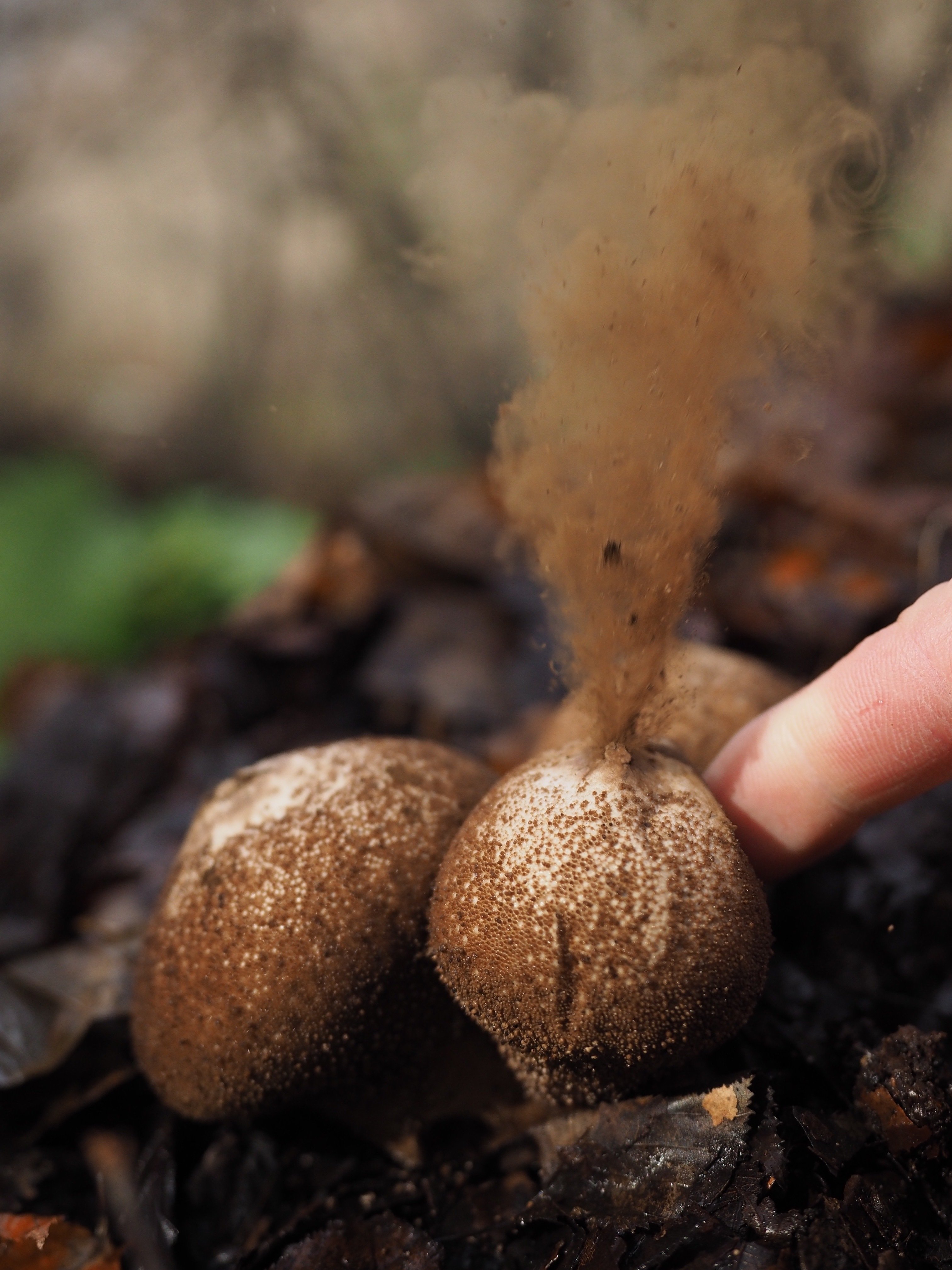 煙吹くキノコ【奥入瀬 23/11/20】｜奥入瀬日和@星野リゾート