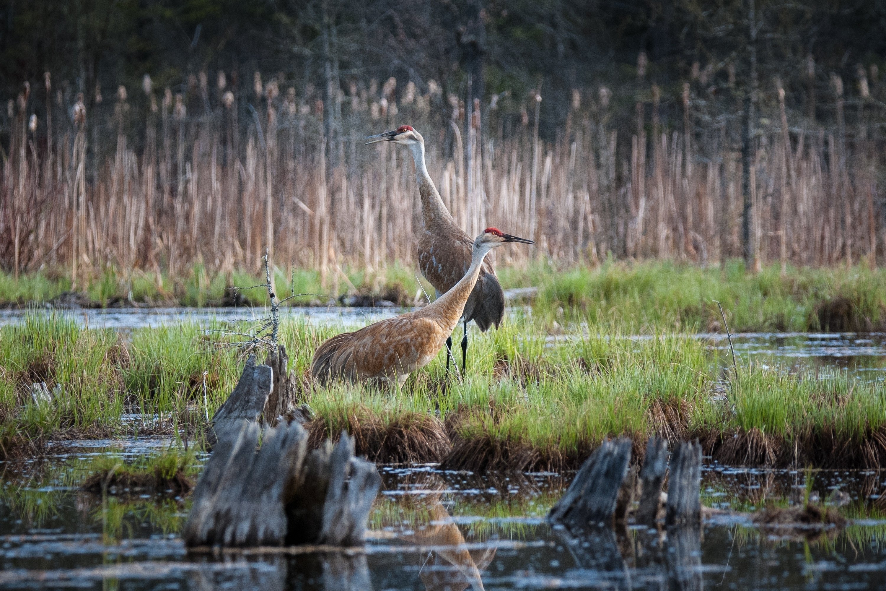 シカゴでバードウォッチング！】Sandhill Crane｜ローリー