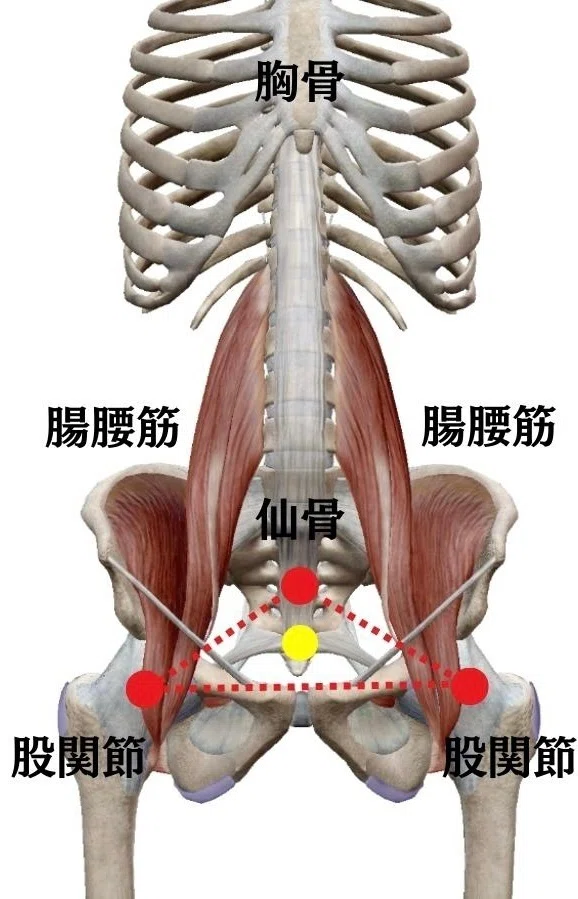 【仙腸関節の動かし方・仙骨操作】|姿勢矯正トレーナーRegulus🇯🇵