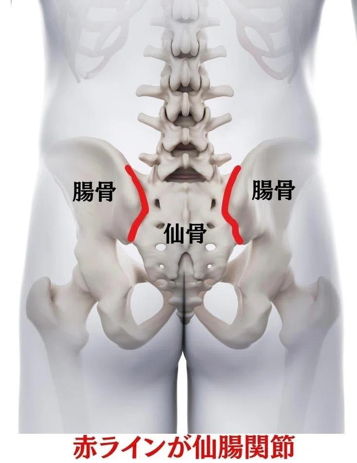 【仙腸関節の動かし方・仙骨操作】|姿勢矯正トレーナーRegulus🇯🇵