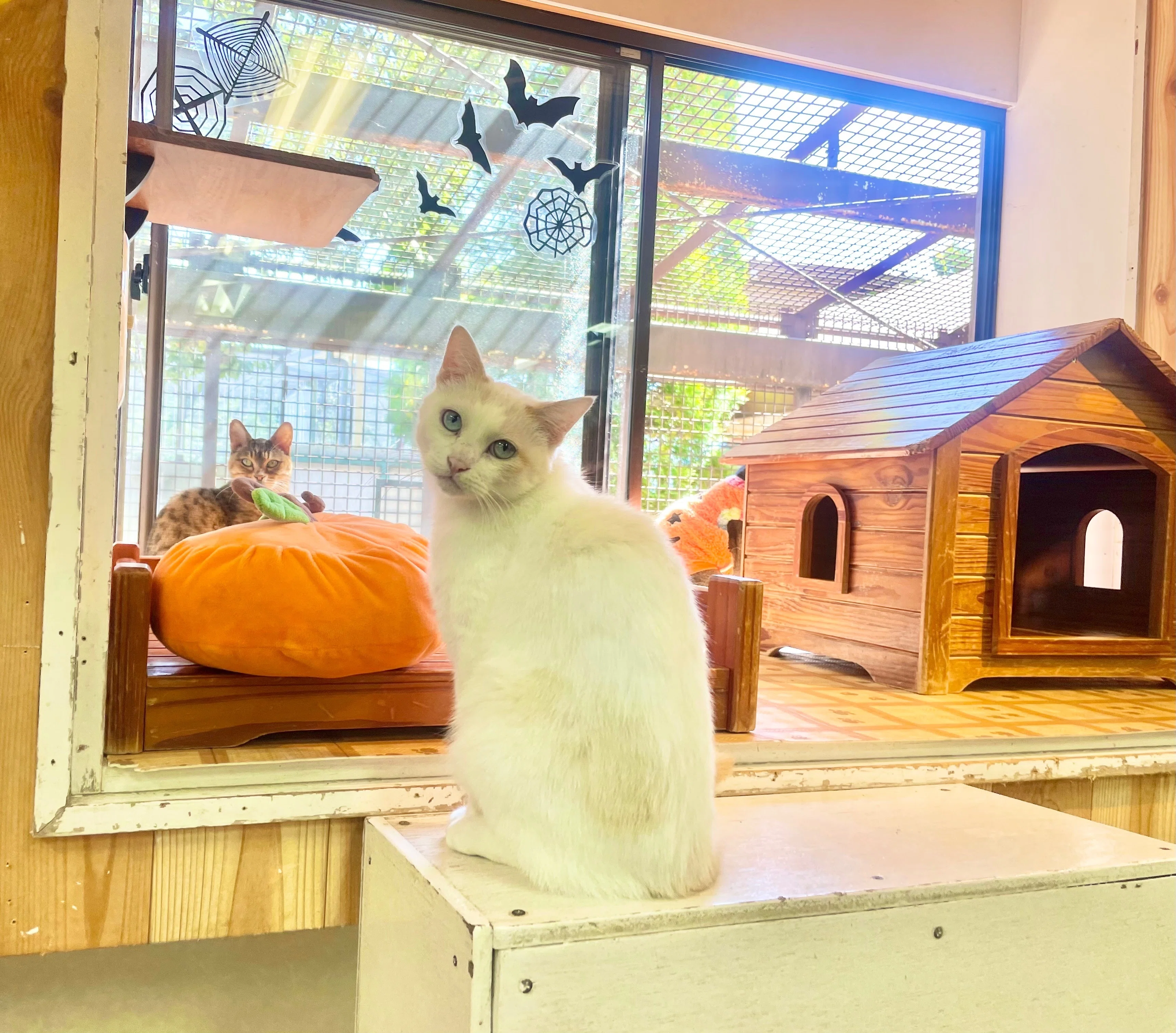先月のいぬねこたち🎃｜那須どうぶつ王国公式note