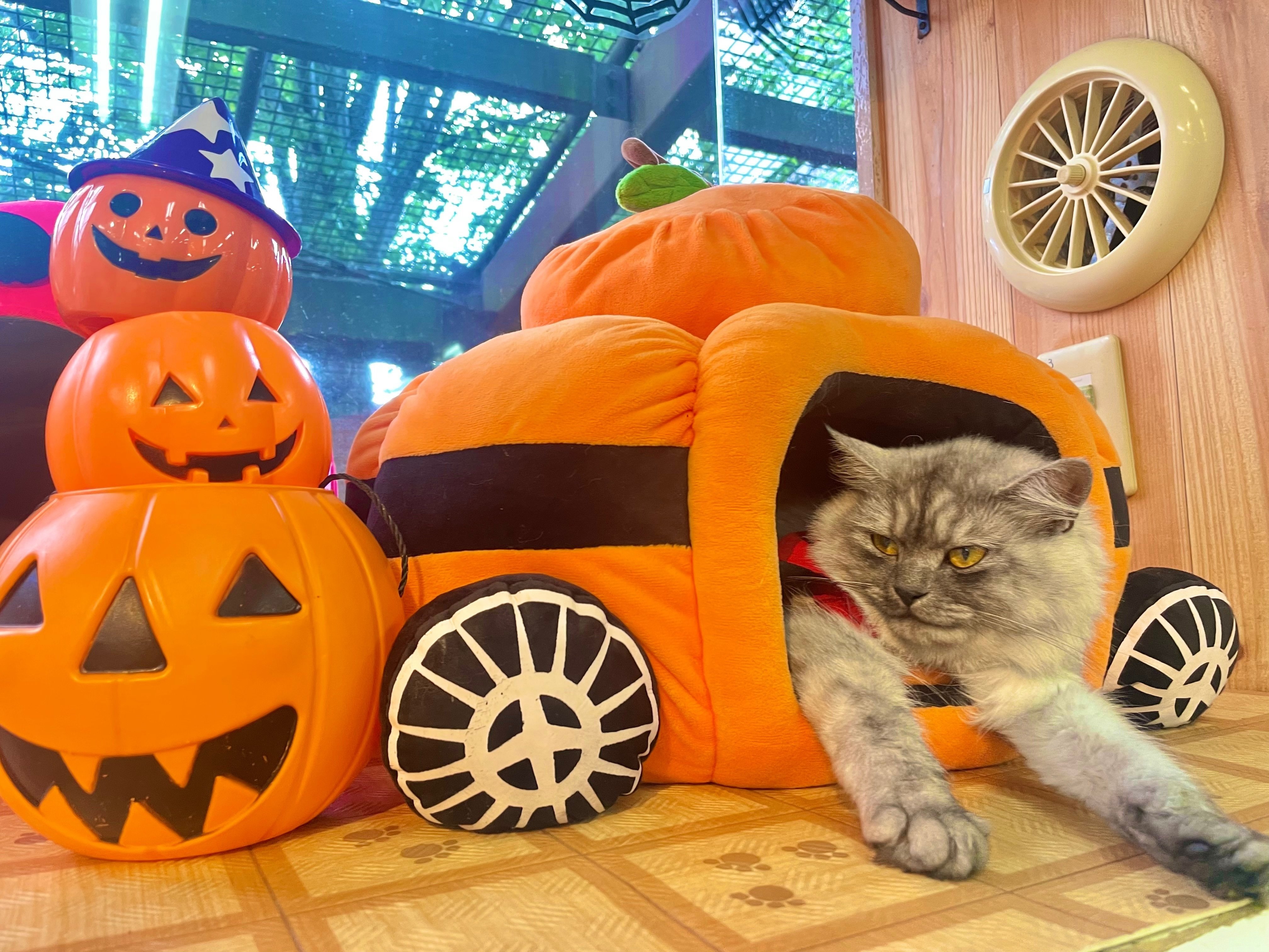 先月のいぬねこたち🎃｜那須どうぶつ王国公式note
