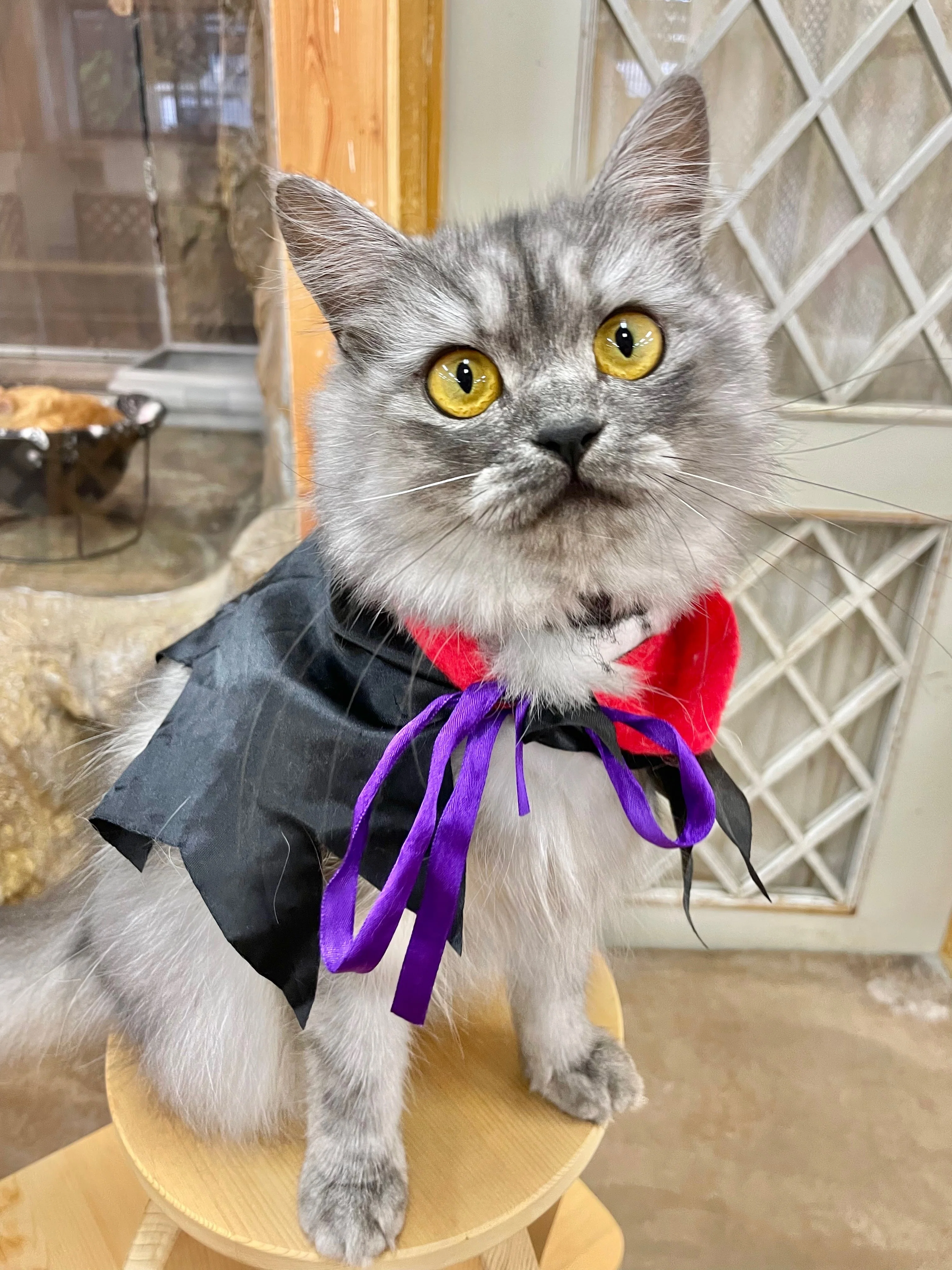 先月のいぬねこたち🎃｜那須どうぶつ王国公式note
