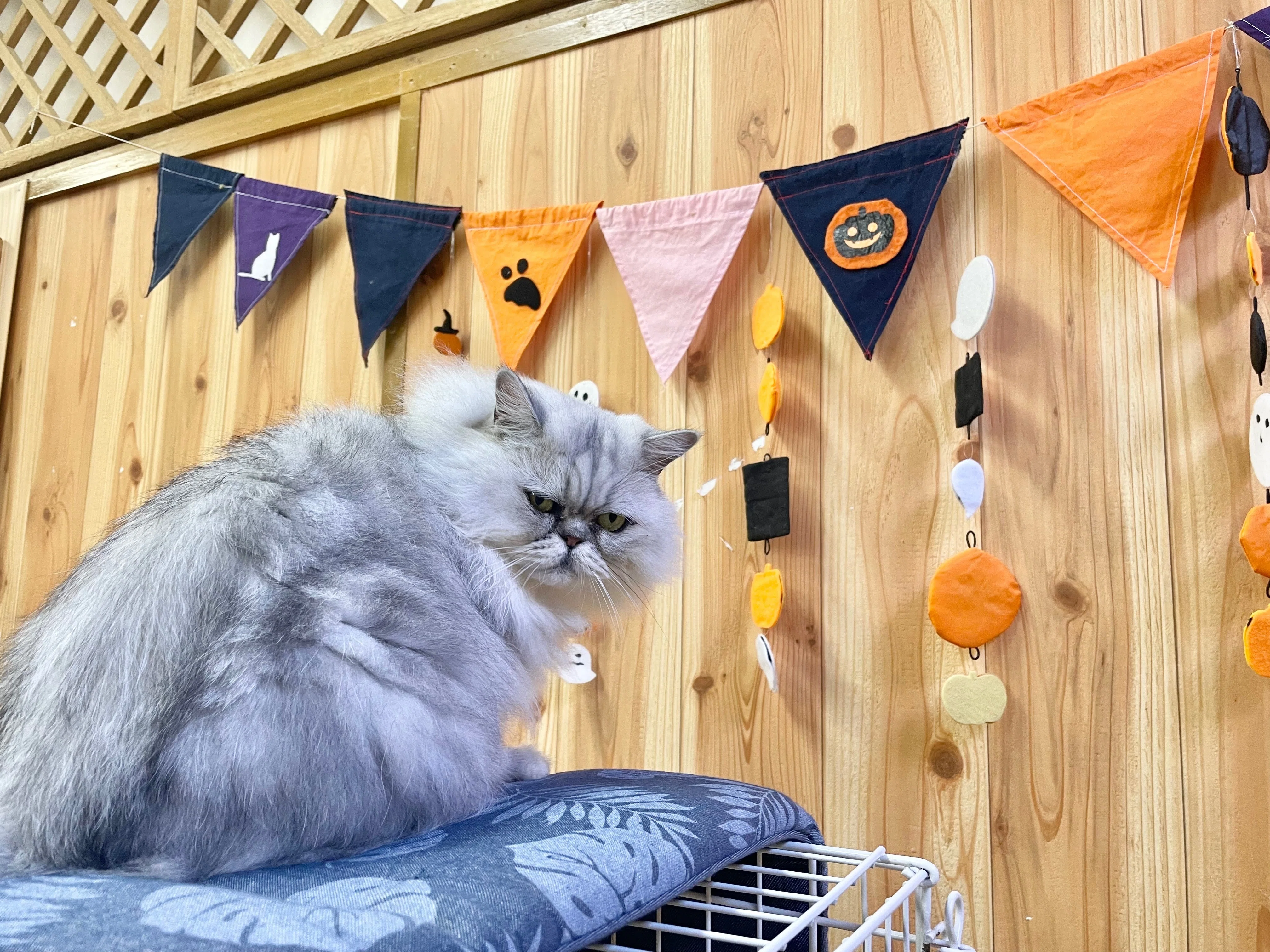 先月のいぬねこたち🎃｜那須どうぶつ王国公式note