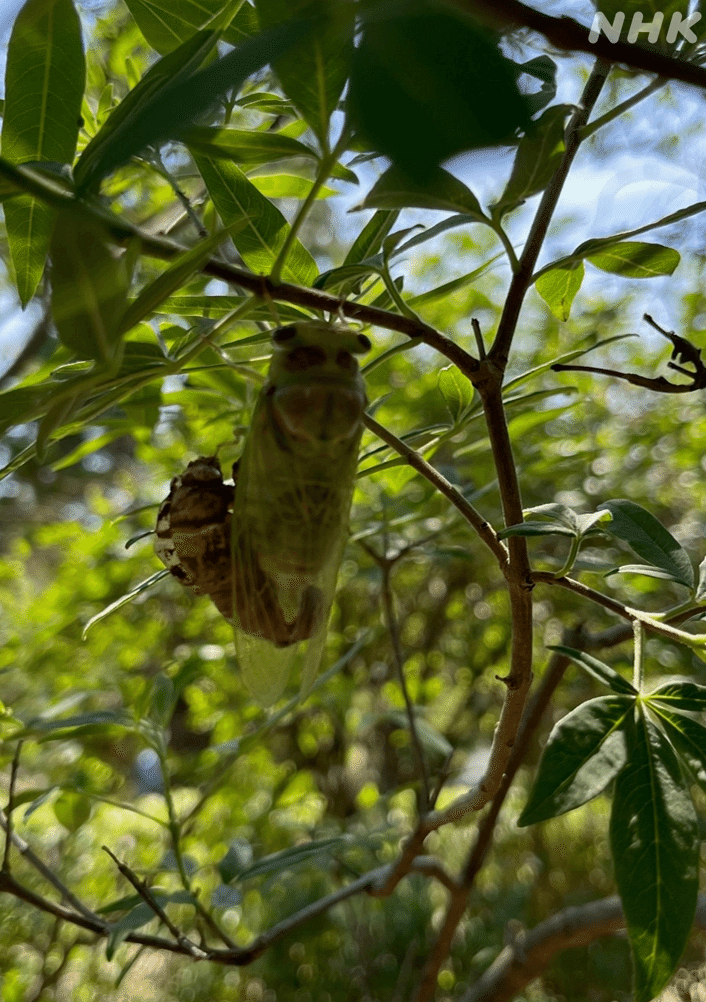 木にぶらさがる、羽化後のセミの写真