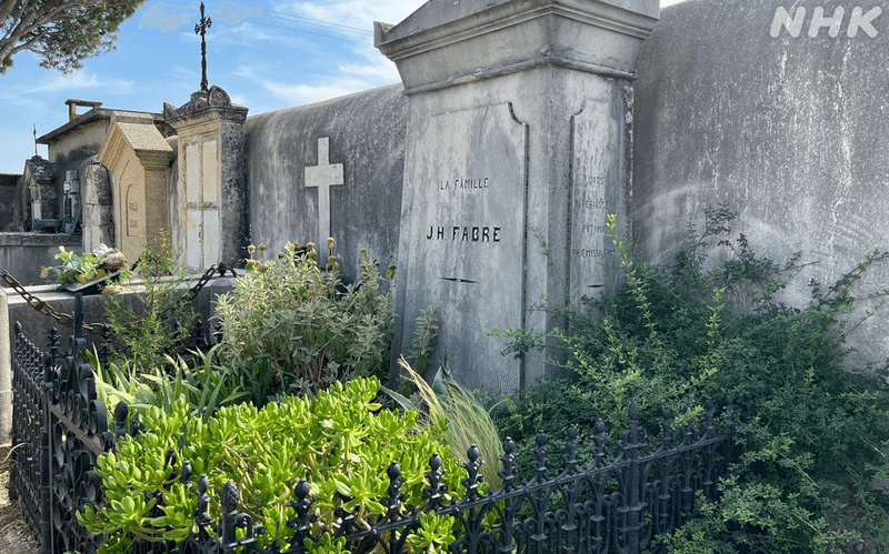 墓石が黒い柵におおわれ、なかには多様な植物が生えている写真