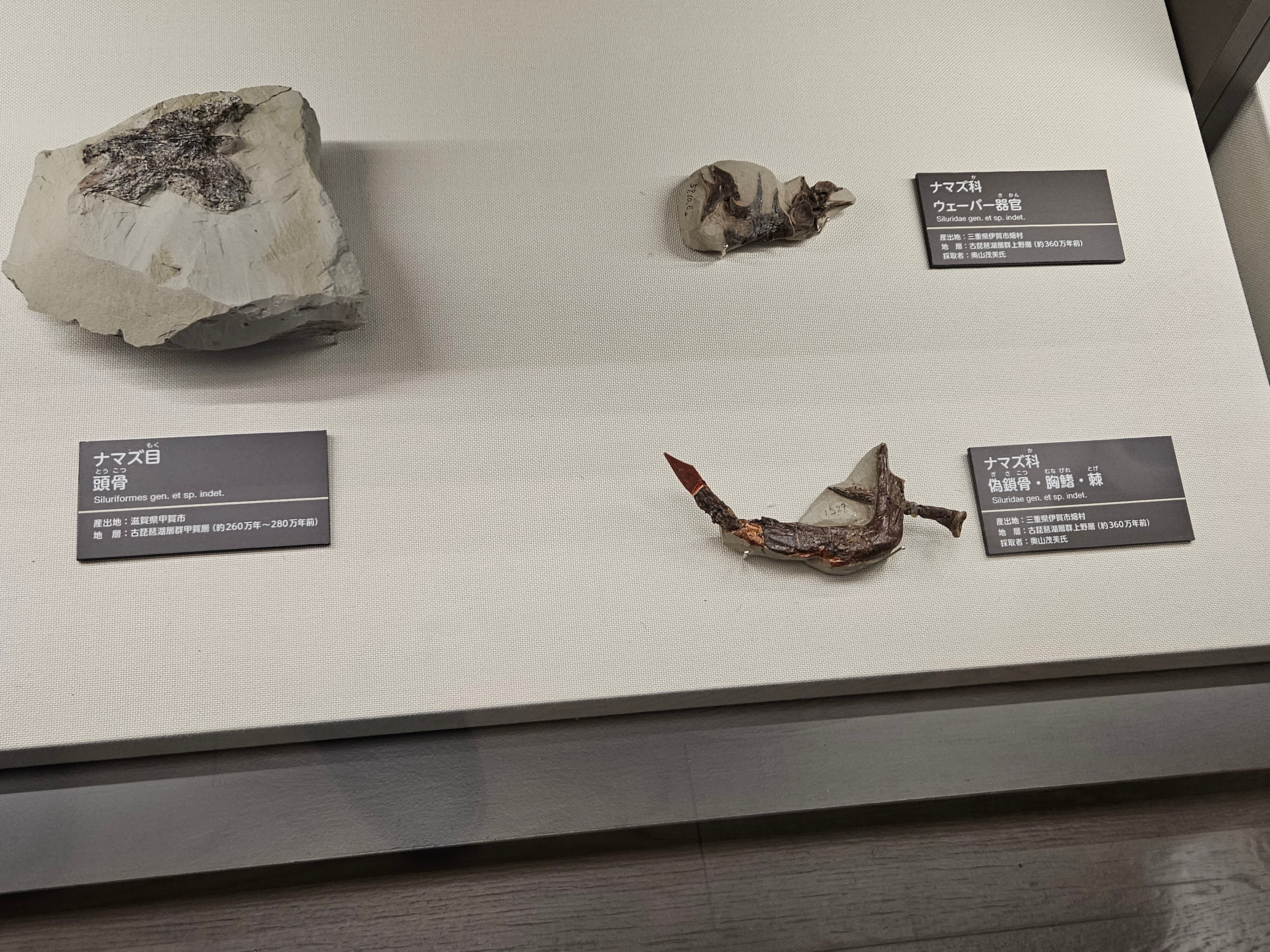 全国自然博物館の旅【10】滋賀県立琵琶湖博物館｜美原さつき