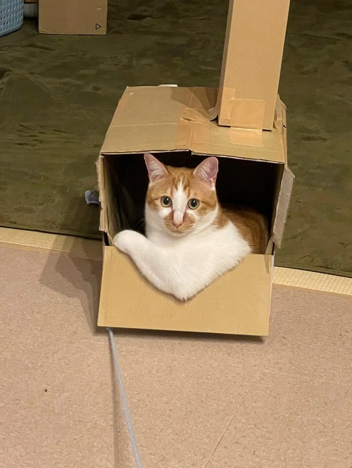猫なのに「なかやまきんに君っぽい」「酒場のマスター？」ダンボール