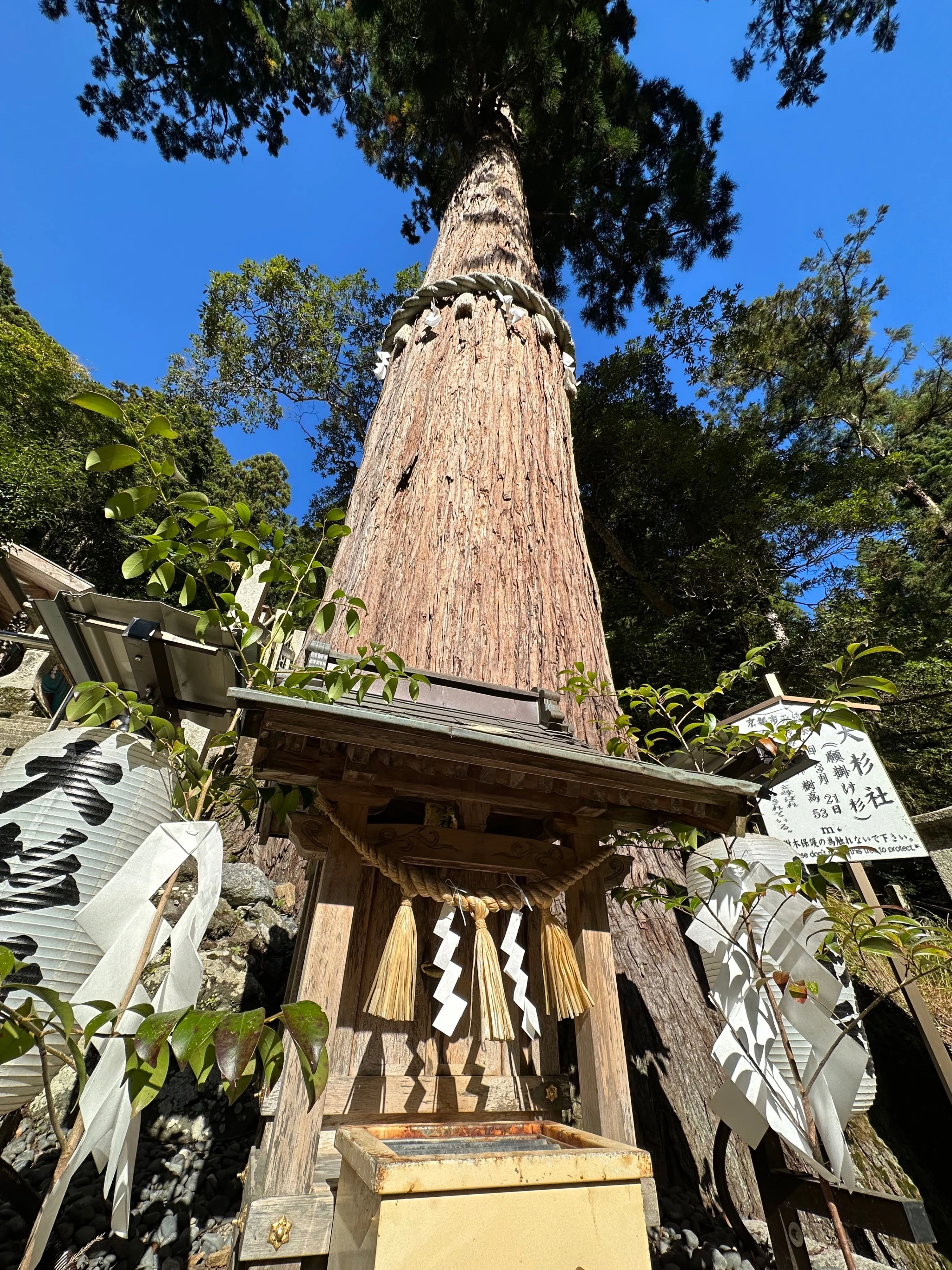 金運爆上げ　京都鞍馬樹齢1000年の御神木が入った　神杉守　特別祈祷　鞍馬寺 Amazon.co.jp: 金運爆上げ 京都鞍馬樹齢1000年の御神木が入った 神杉守