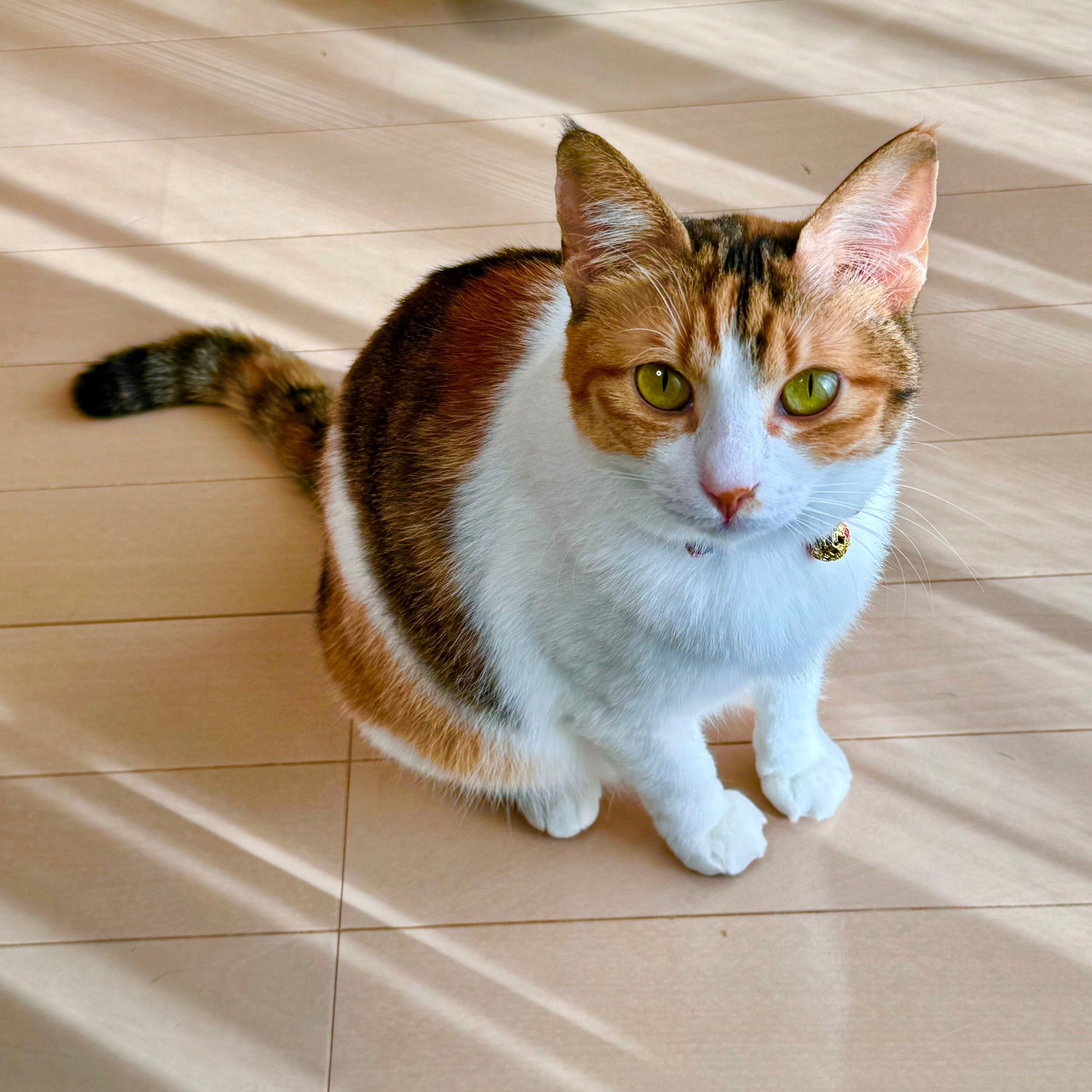 食べちゃう(三毛猫) 三毛猫 - Search / X