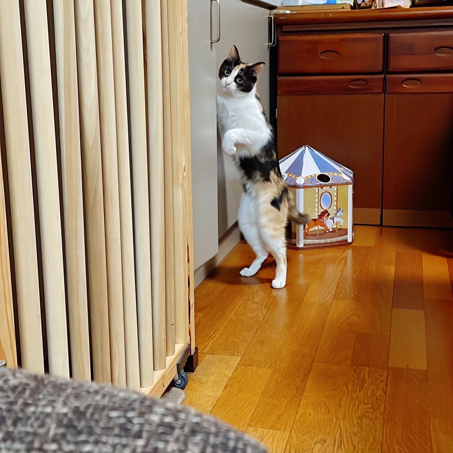 猫だより #25】三毛猫あるある|インプレス出版事業部 猫だより #25】三毛猫あるある|インプレス出版事業部