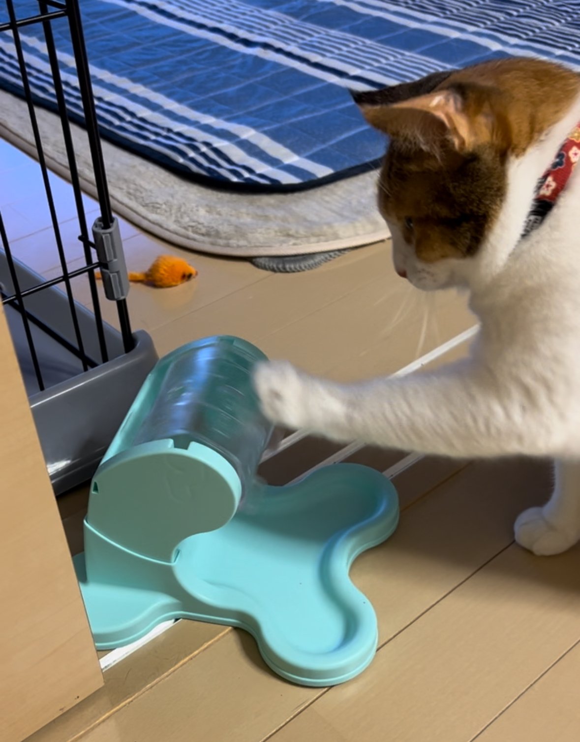 猫だより #25】三毛猫あるある｜インプレス出版事業部