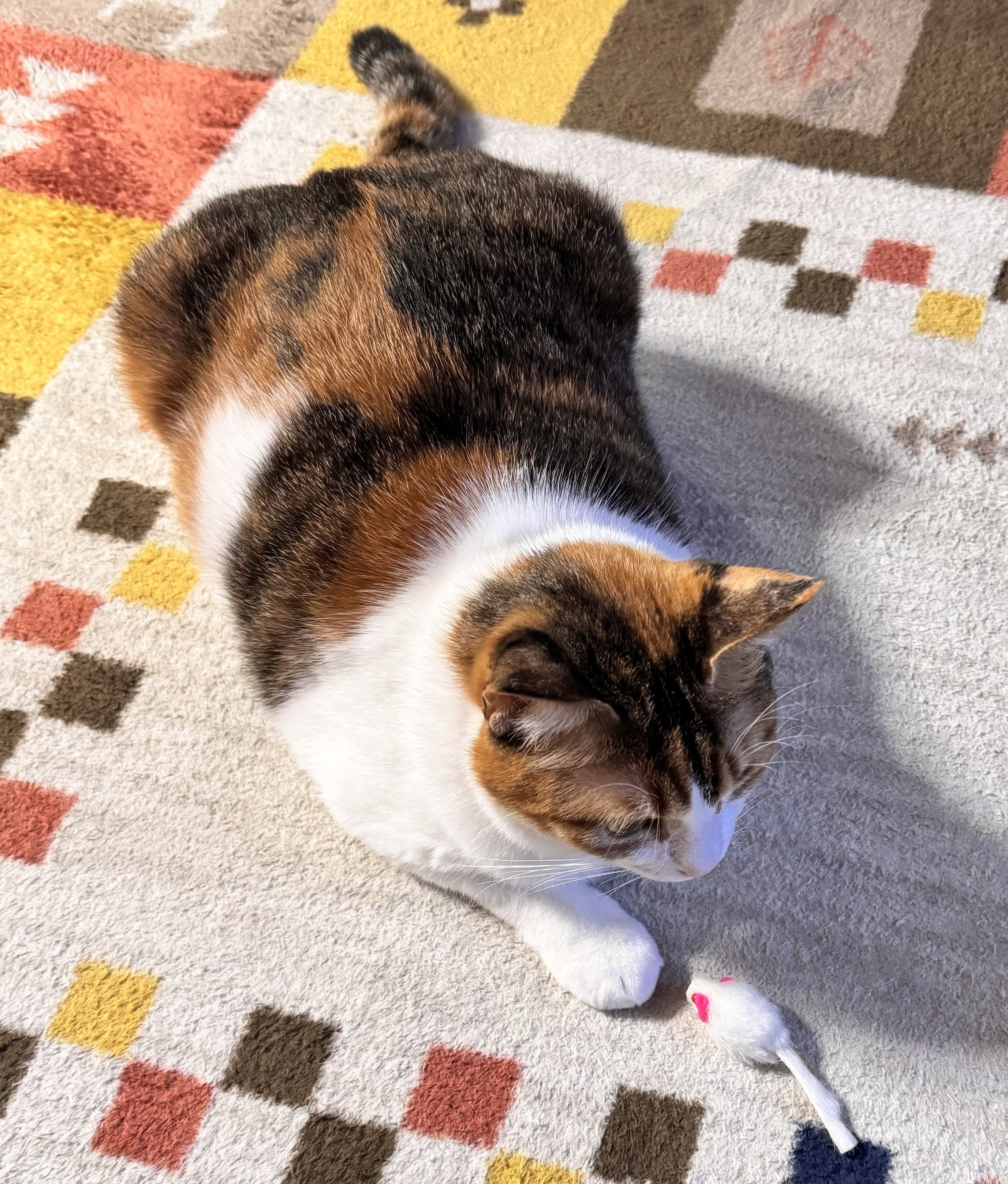 食べちゃう(三毛猫) maxresdefault.jpg