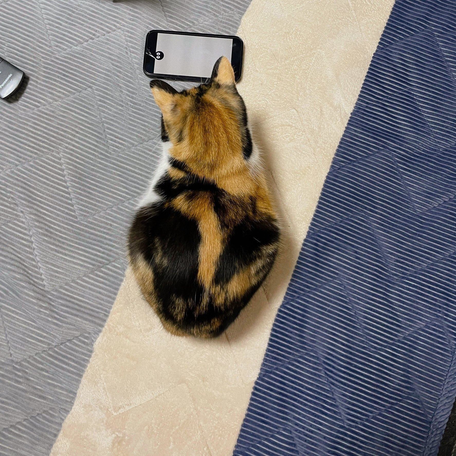 食べちゃう(三毛猫) maxresdefault.jpg