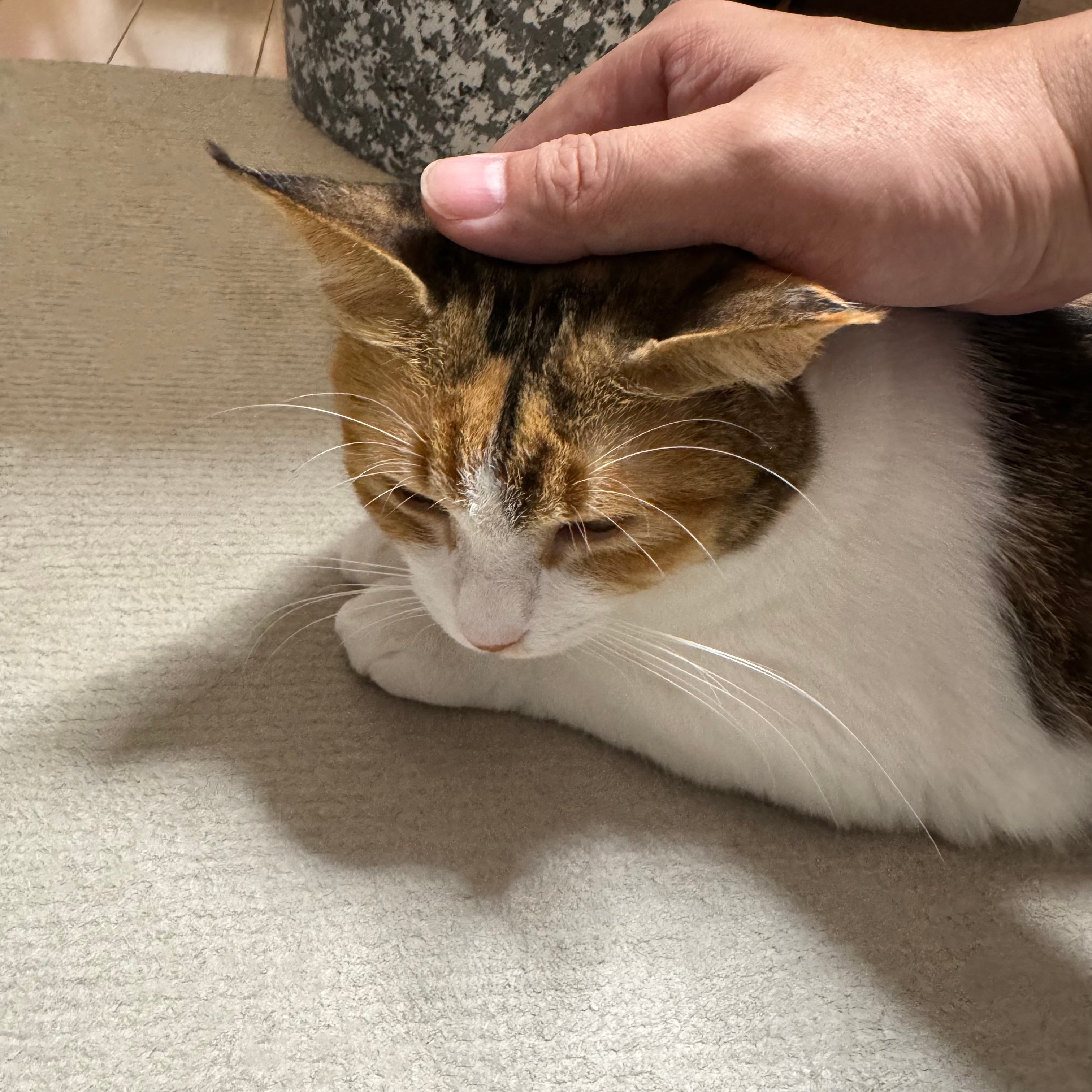 食べちゃう(三毛猫) 三毛猫】父の作業を見学していたミケ（2025年1月8日） - YouTube
