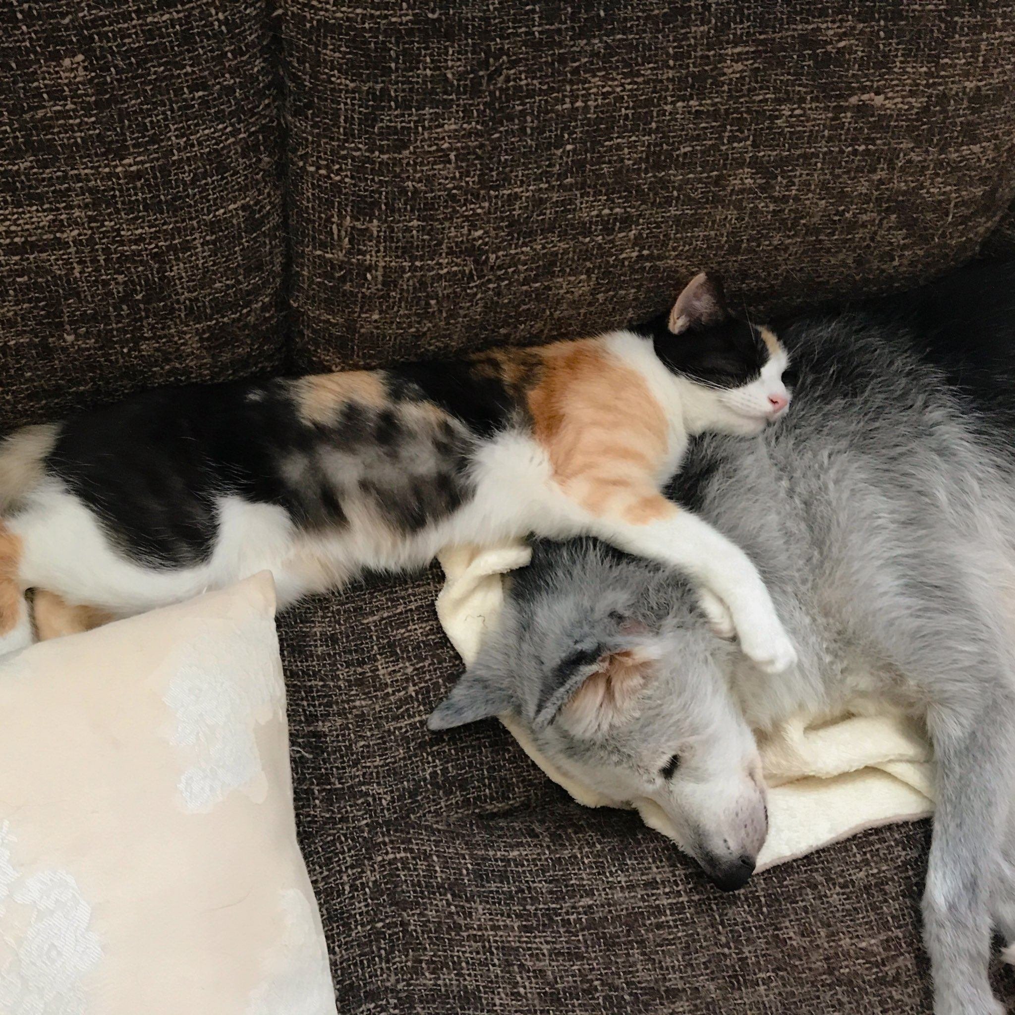 猫だより #25】三毛猫あるある｜インプレス出版事業部