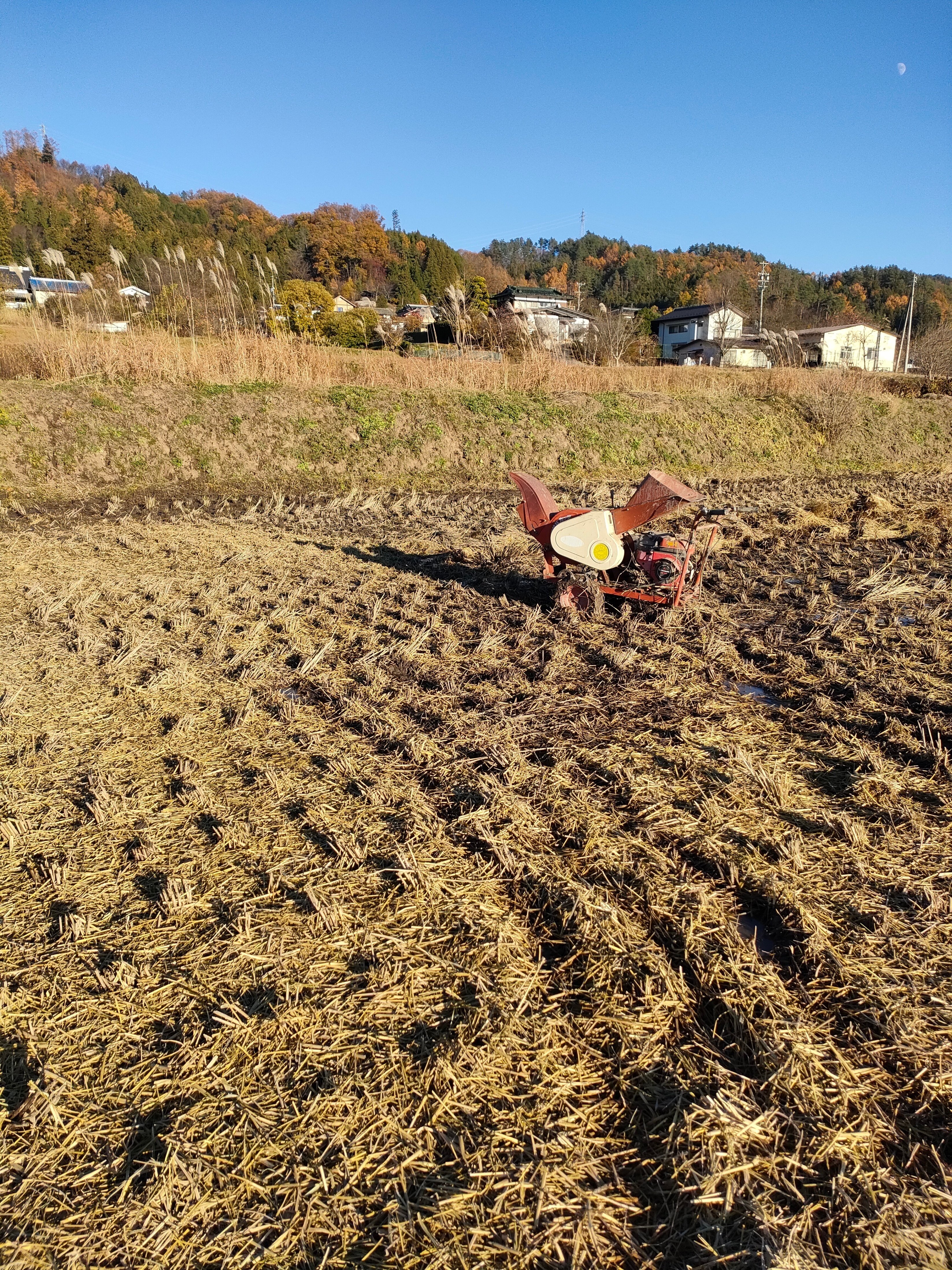 脱穀後の藁を藁カッターで切断散布|shanthi-usui