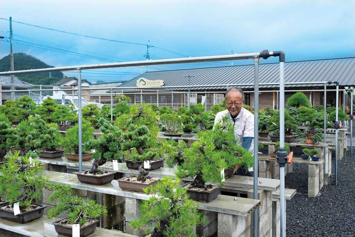 松 盆栽 香川 神高松寿園