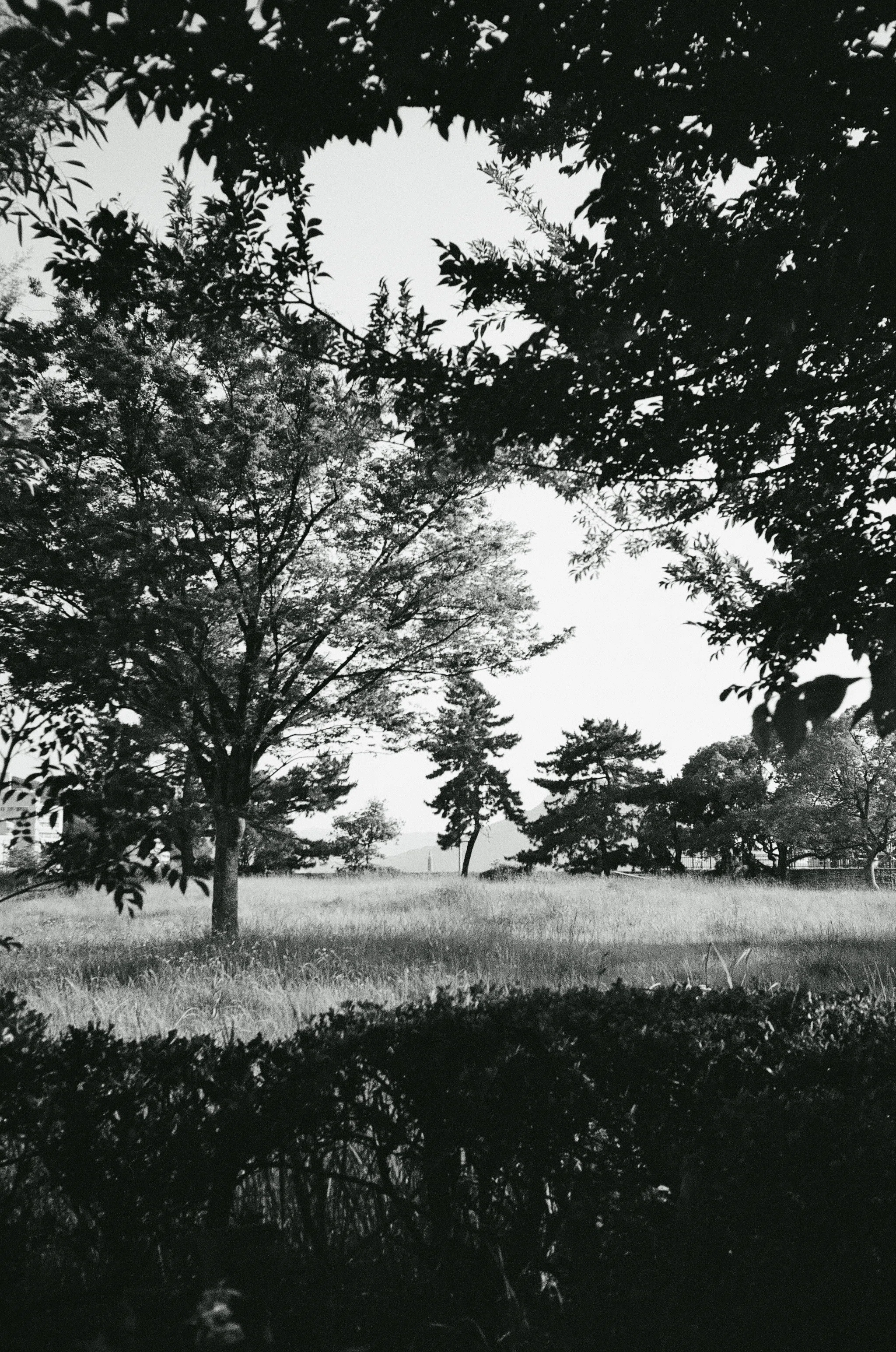 お手軽モノクロフィルム | イルフォードXP2 SUPER｜hmacky