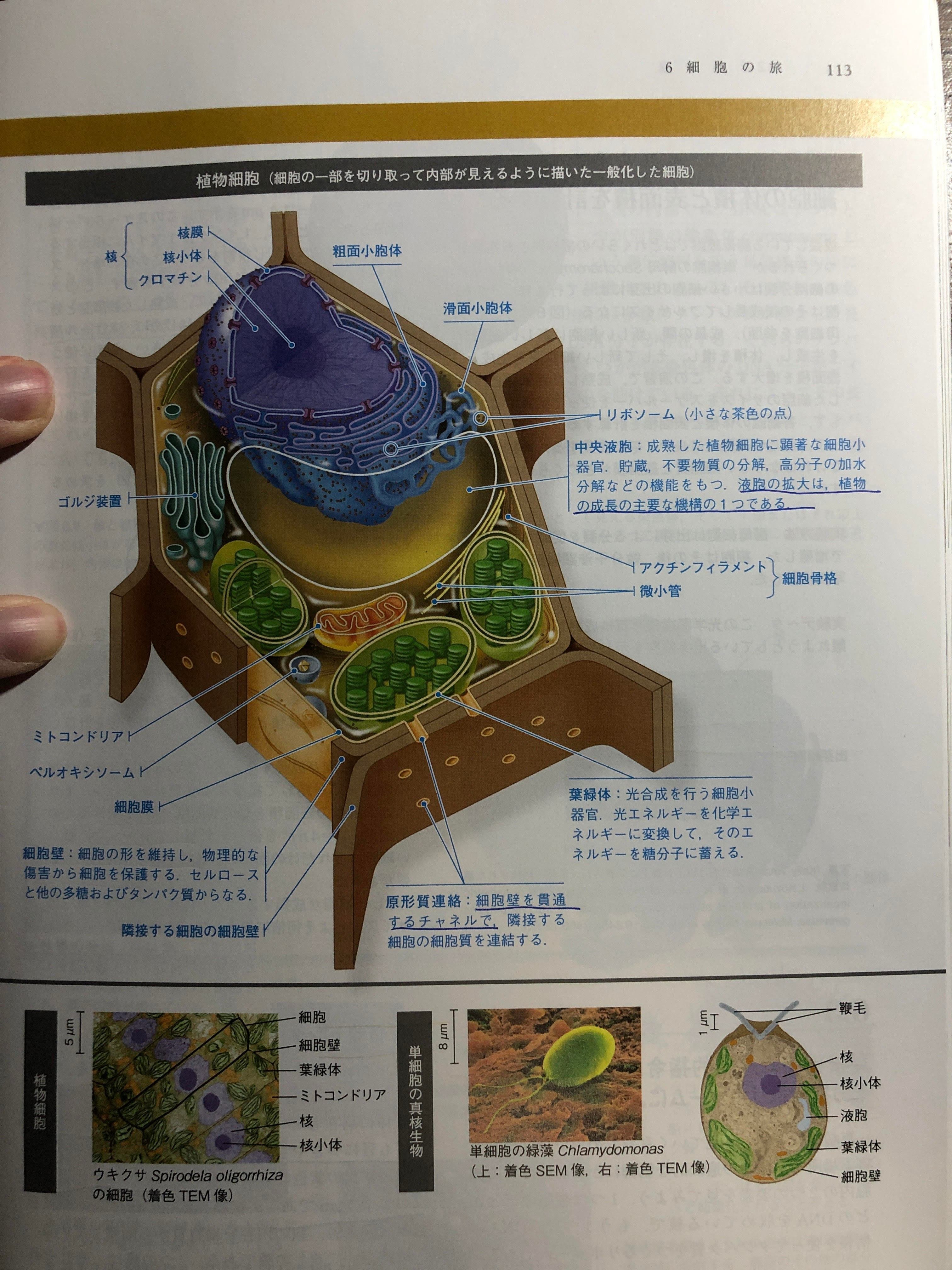 受験生物攻略のためのオススメ本（受験参考書以外）｜5浪離散阿修羅