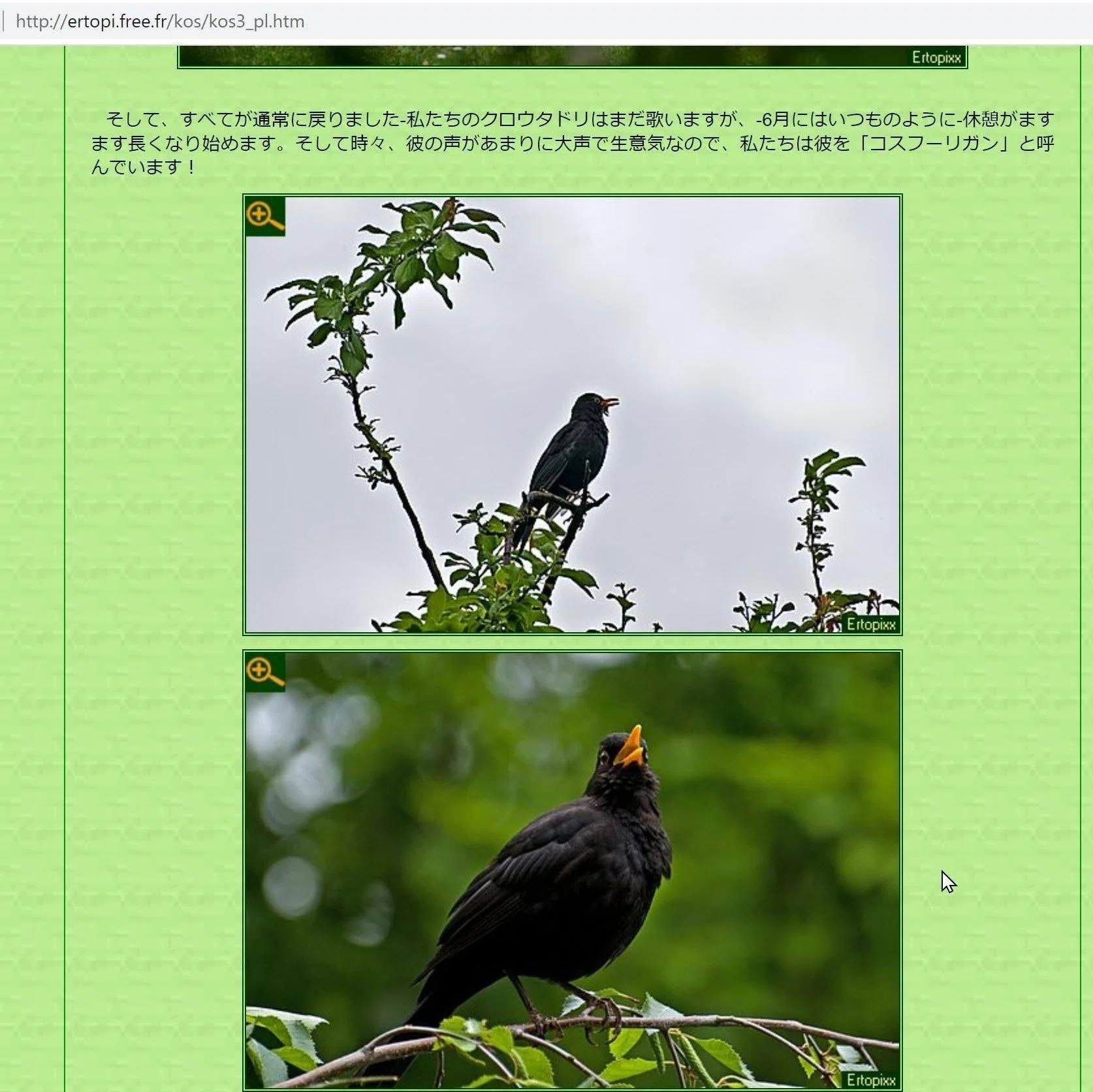 資料】Kos～BlackBird～黒つぐみか黒ウタドリか｜ハイハイミミ