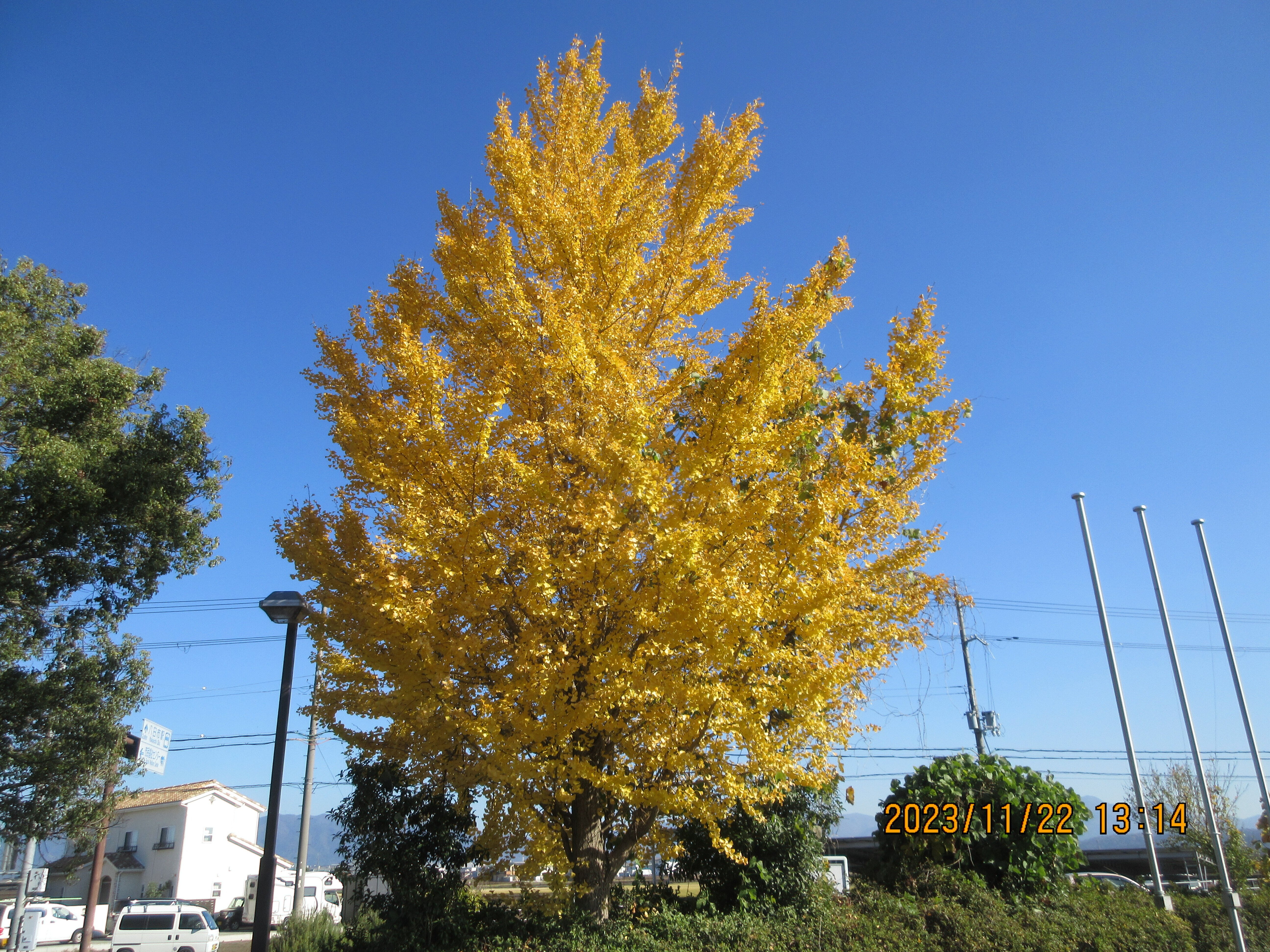 イチョウの木 巨樹をたずねて⑥～晩秋のイチョウ | nippon.com