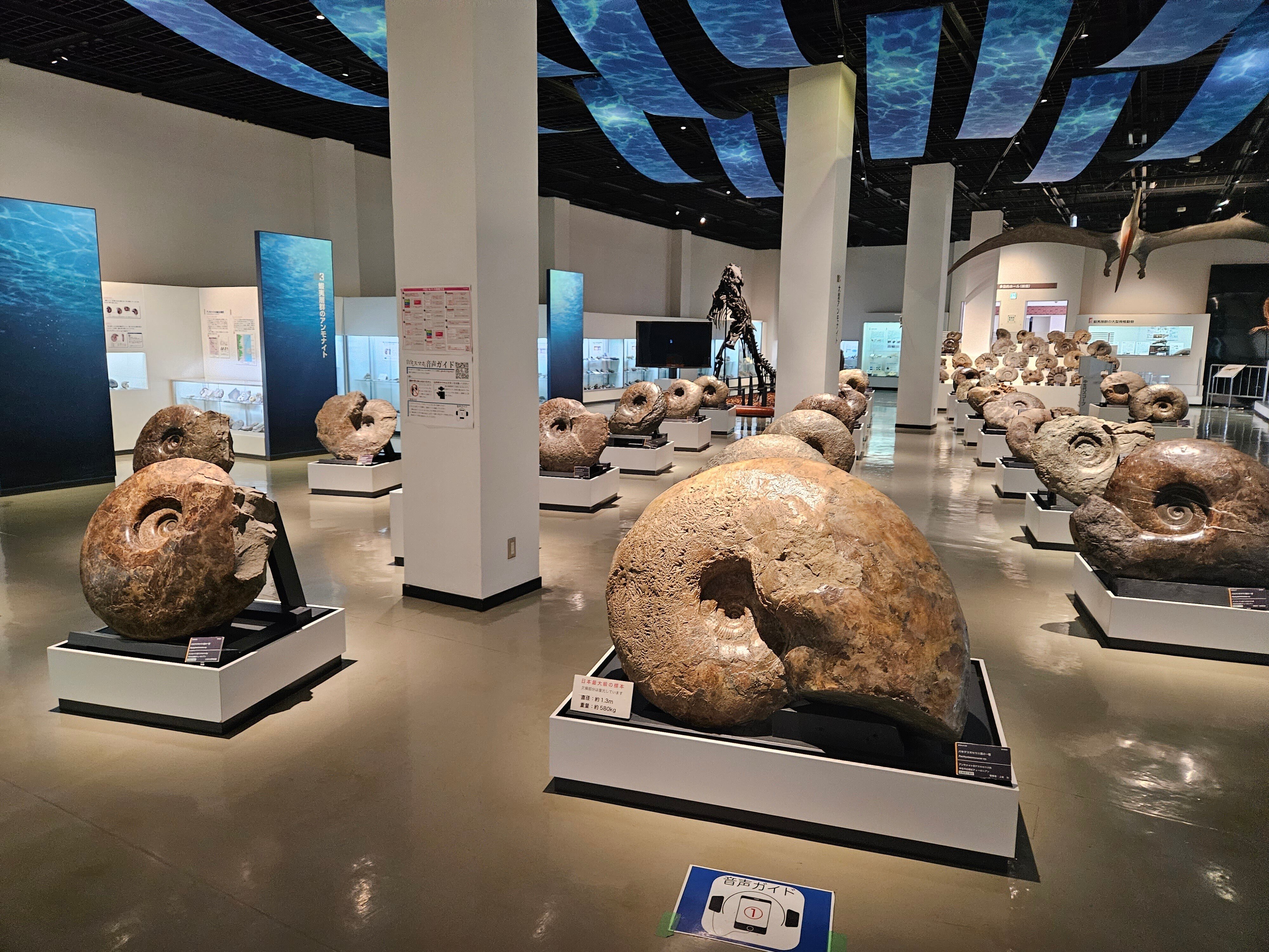 三笠市立博物館紀要 自然科学 第2号～11号(三笠市立博物館.編