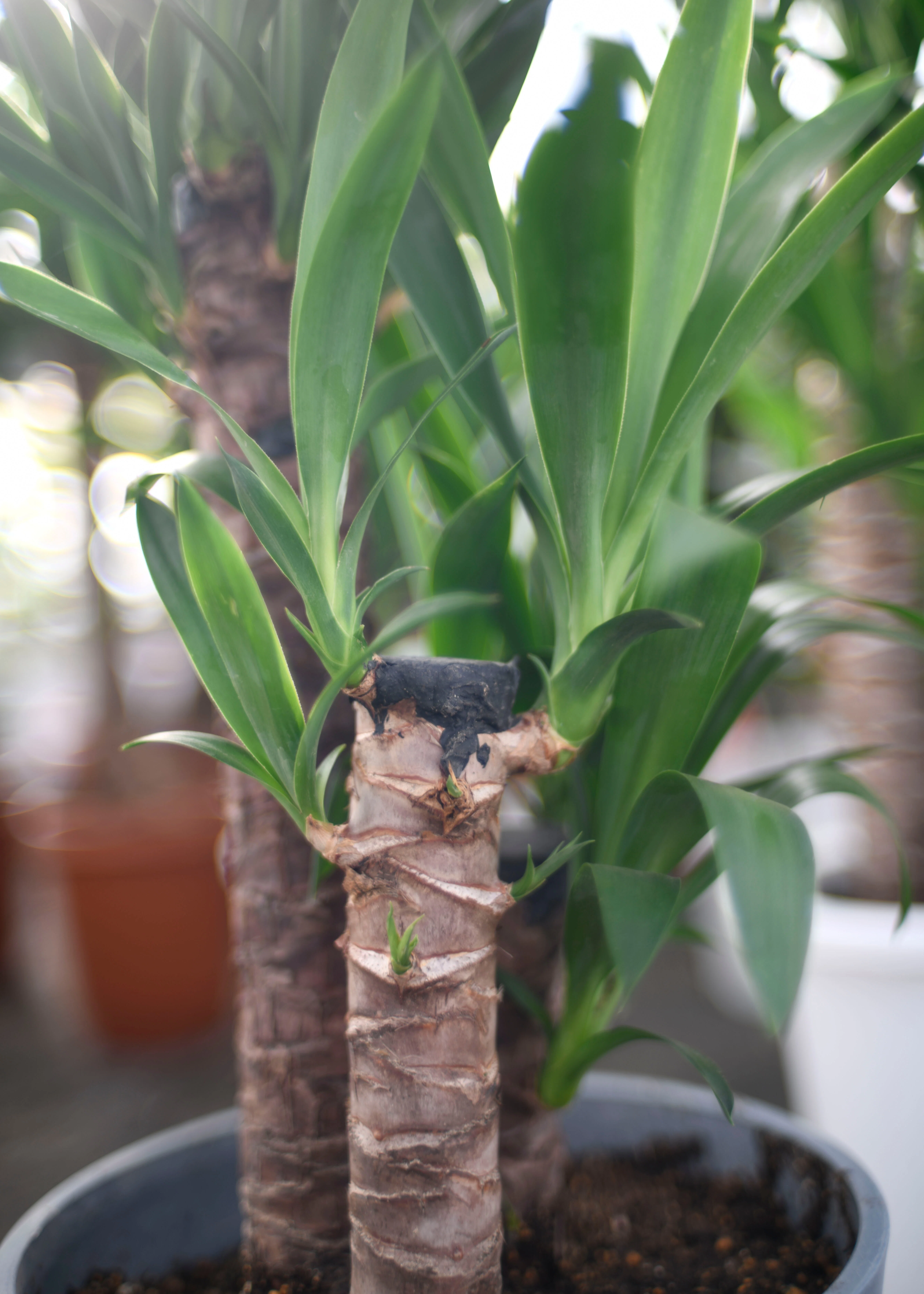 ハウス日記 Vol.23 ユッカ・エレファンティペス🌿|AND PLANTS ハウス日記 Vol.23 ユッカ・エレファンティペス🌿|AND PLANTS