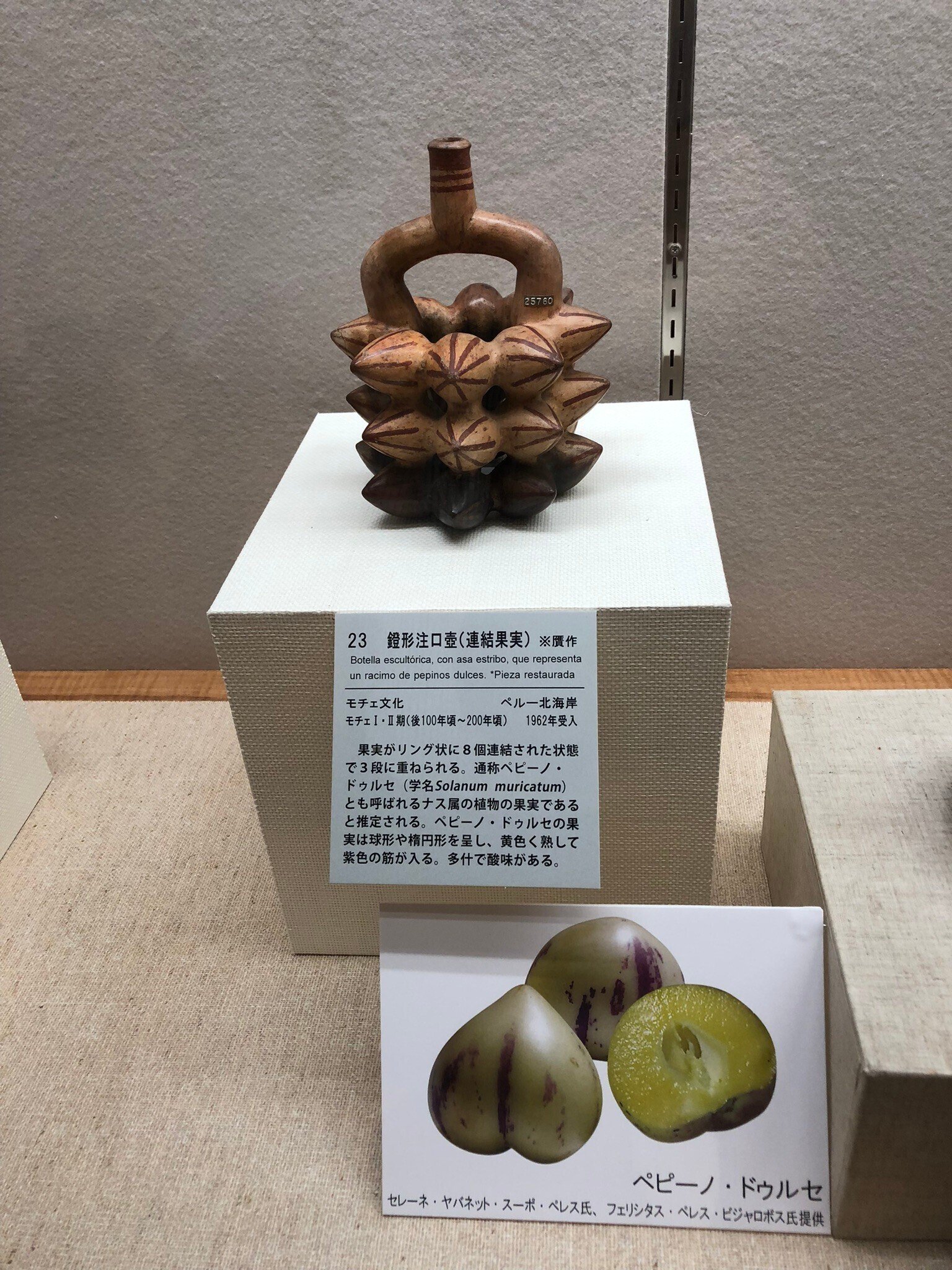 インカ,のつぼ アンデスのツボと三越の猪熊さん｜紅紫