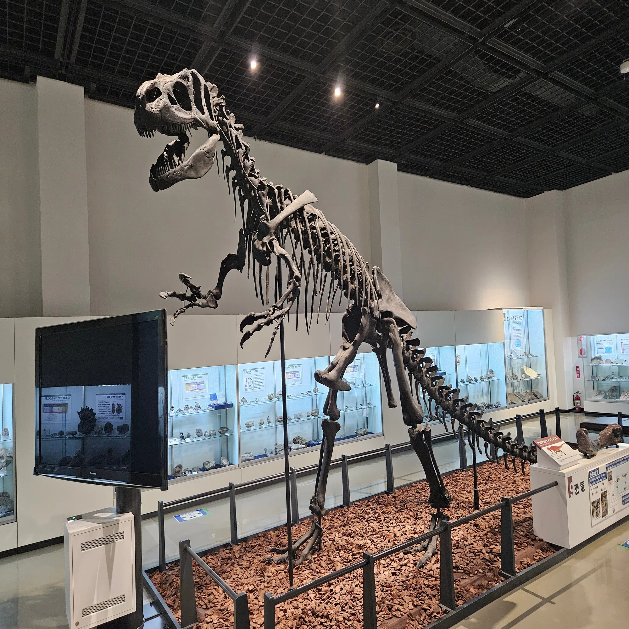 全国自然博物館の旅【11】三笠市立博物館｜美原さつき