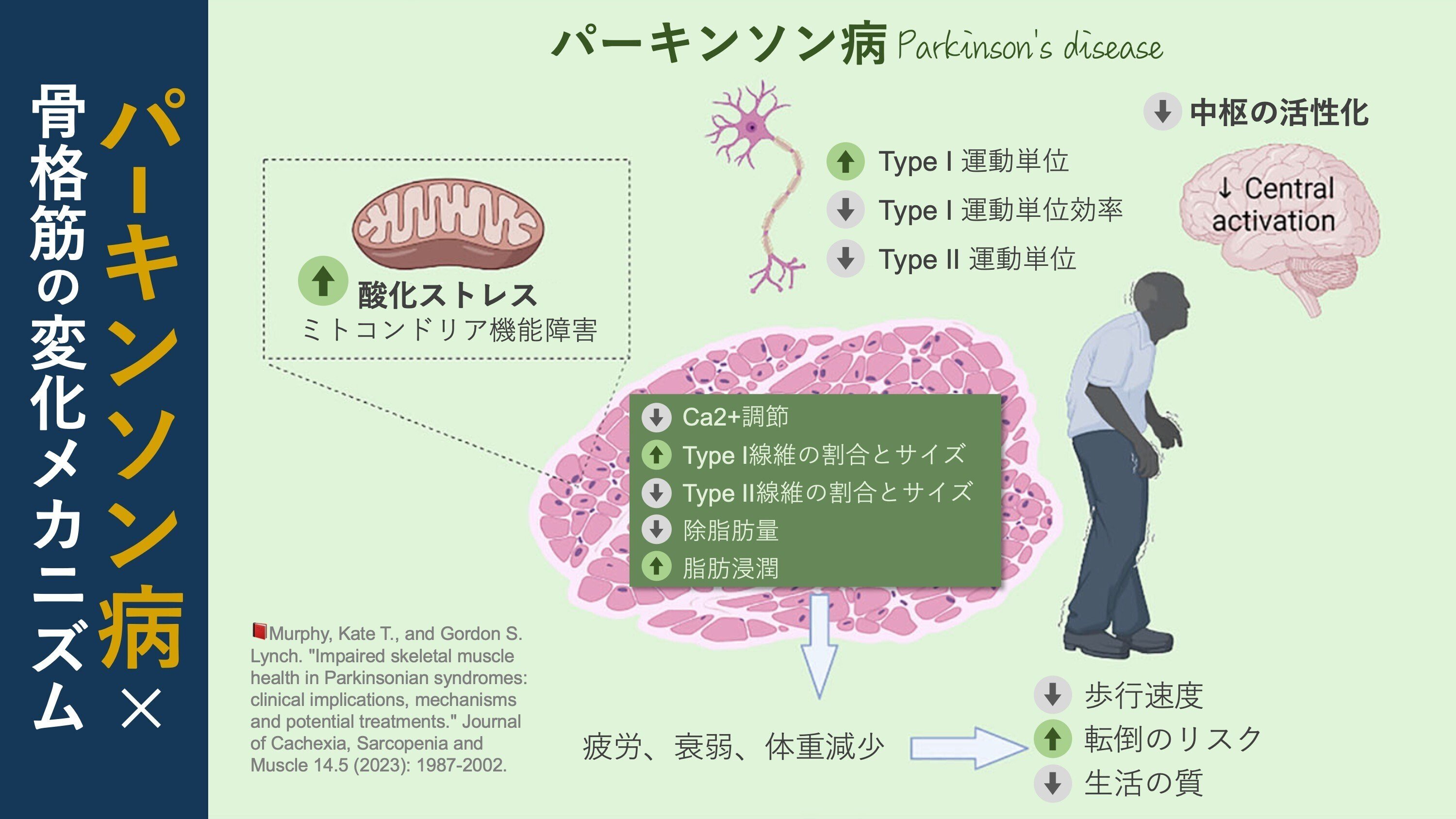 Muscle Diseases (神経学) Skeletal Muscle Metabolic Alternation Develops Sarcopenia