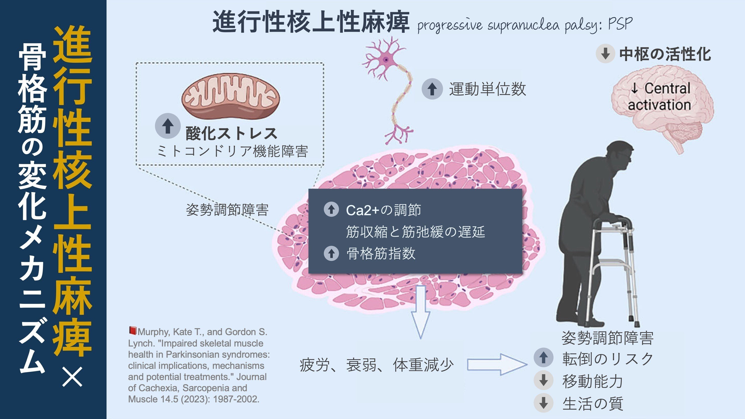 Muscle Diseases (神経学) A New Strategy in Combating Age-Related Muscle Loss