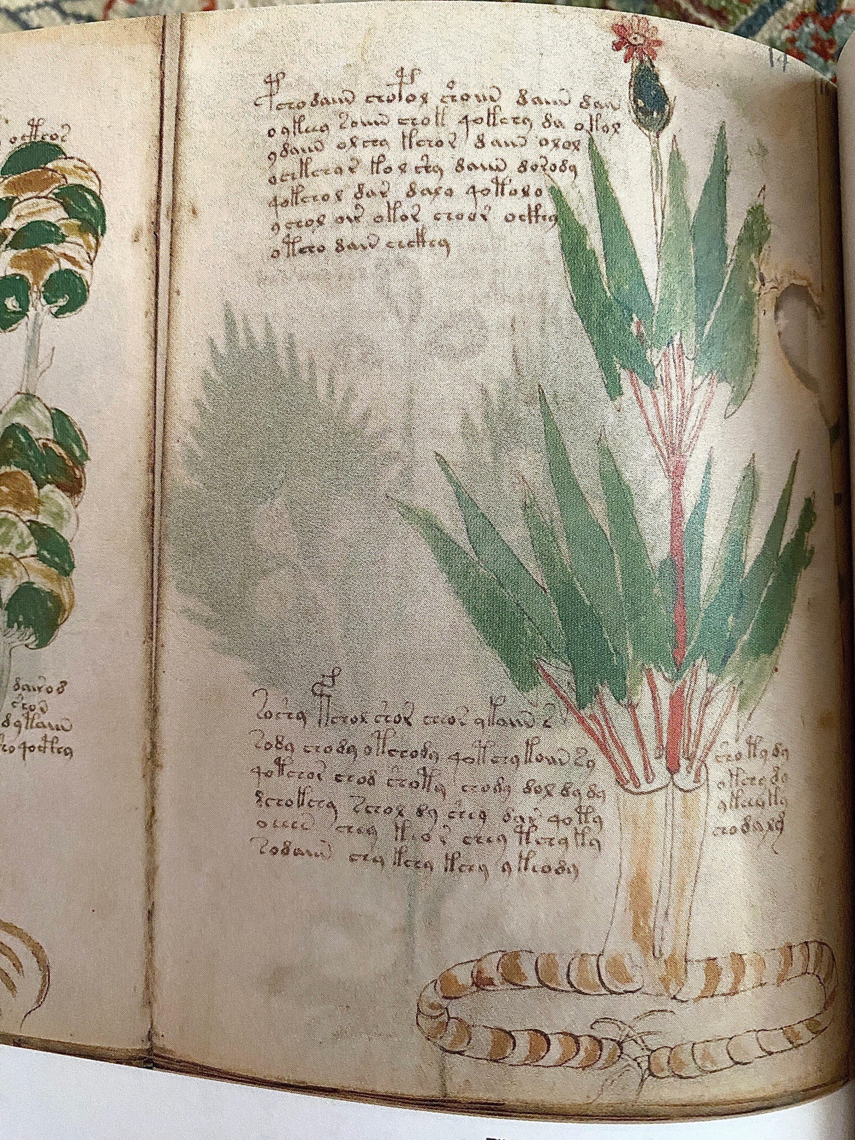 ヴォイニッチ手稿の秘密』 ーVoynich Manuscript｜Lulu's Cabinet