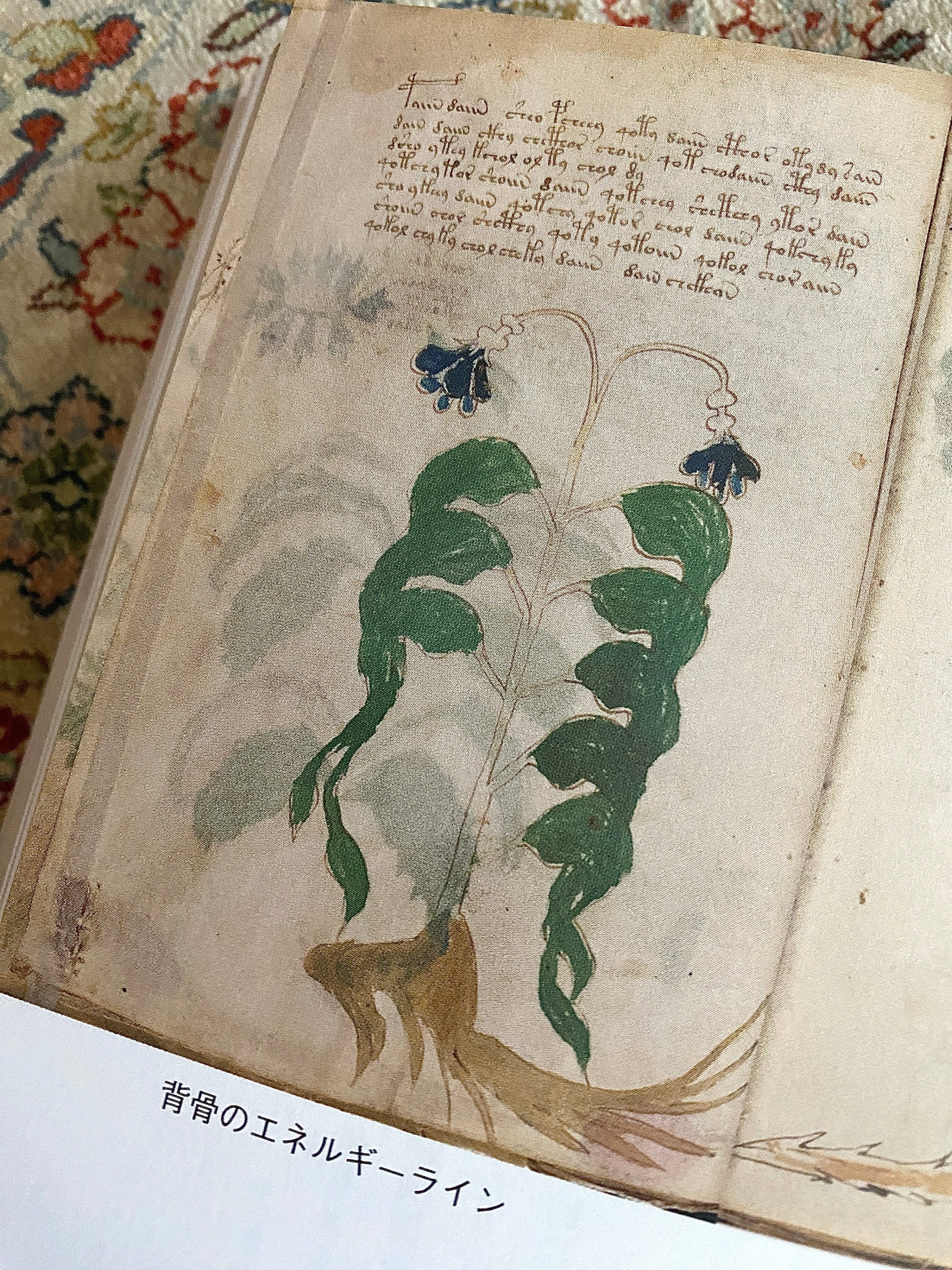 ヴォイニッチ手稿の秘密』 ーVoynich Manuscript｜Lulu's Cabinet