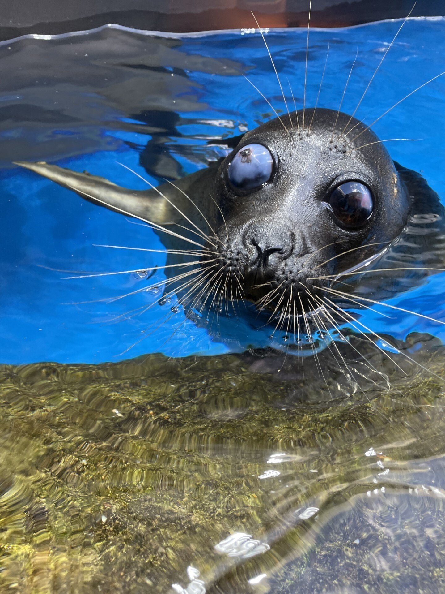 もうすぐ1年☆｜仙台うみの杜水族館