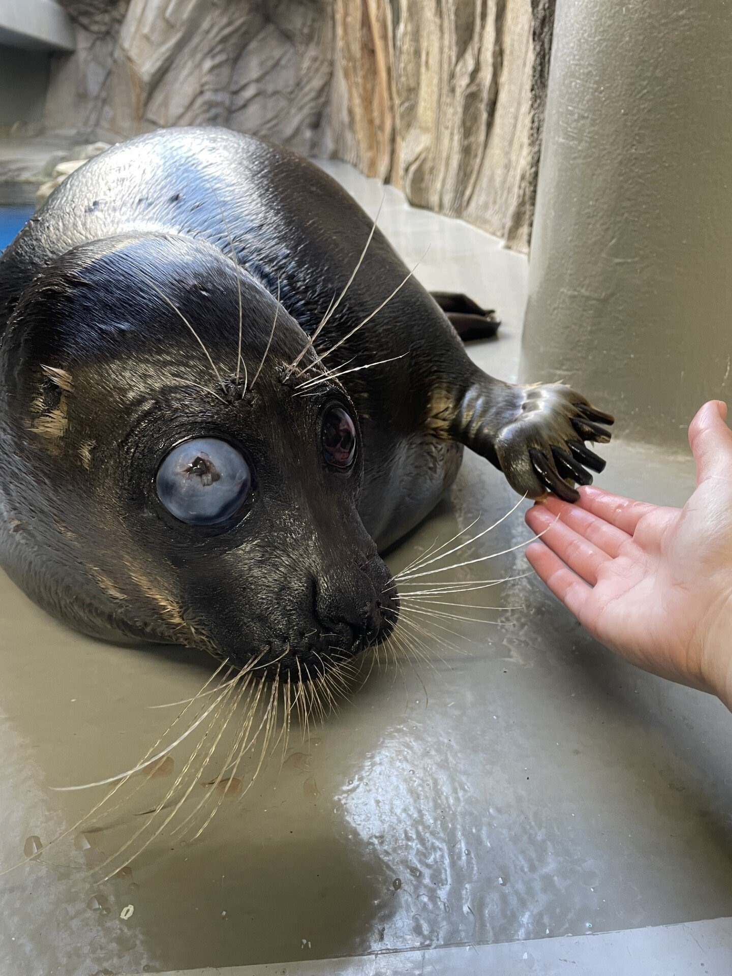 もうすぐ1年☆｜仙台うみの杜水族館