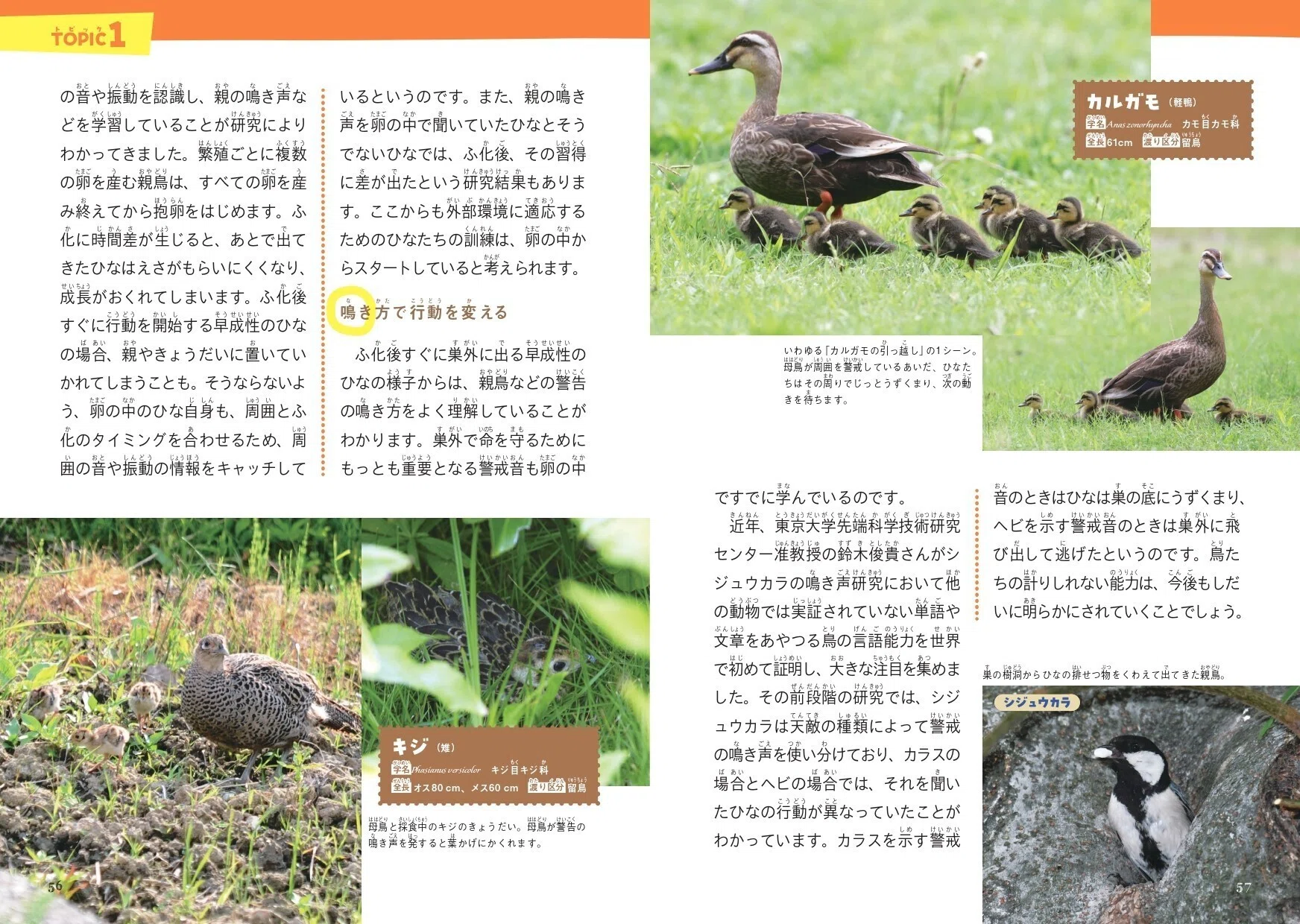 鳥たちの繁殖のひみつにせまる！【鳥の親子＆子育て図鑑】｜カンゼン