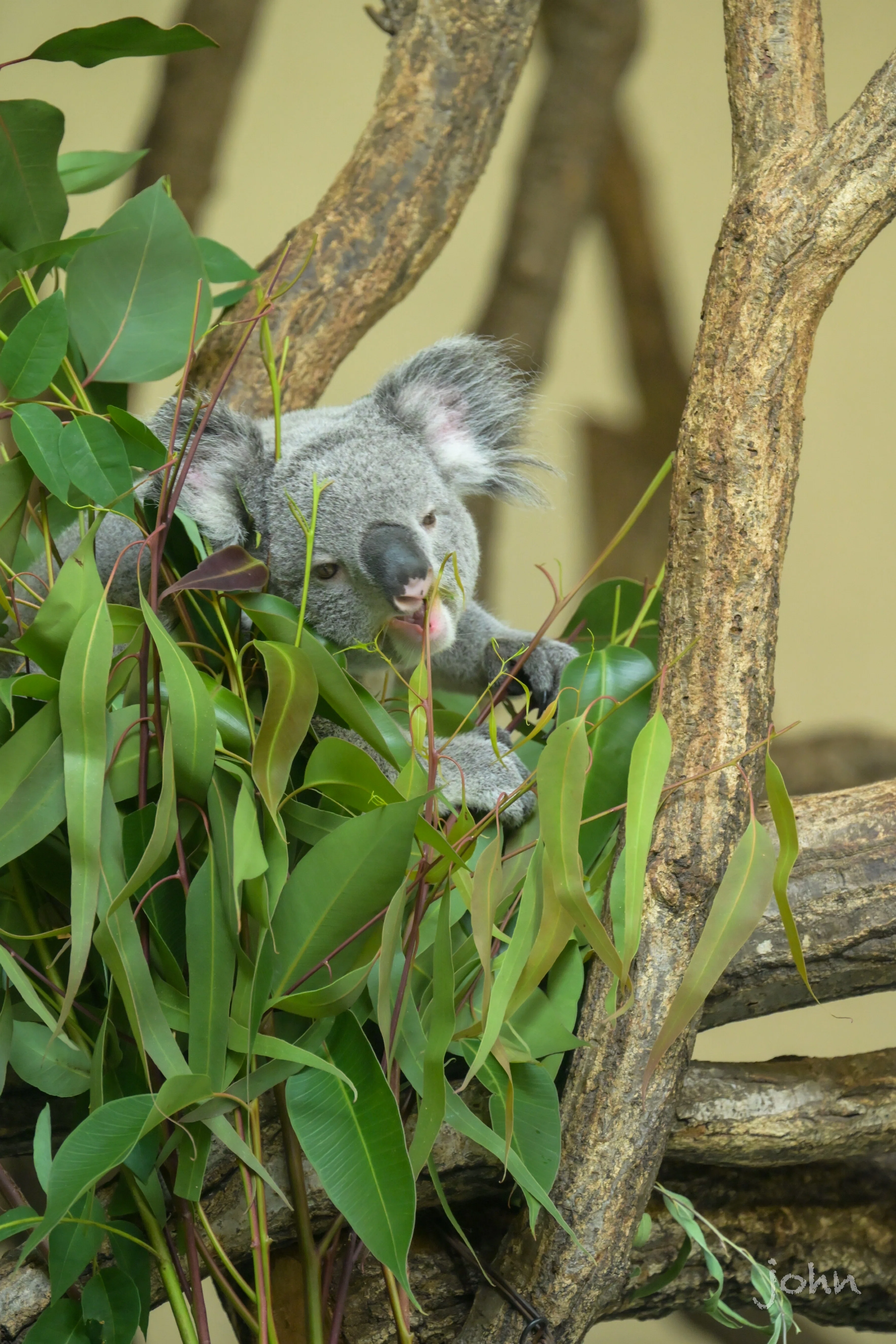 Nikon Zfで秋の多摩動物公園を散策｜じょん