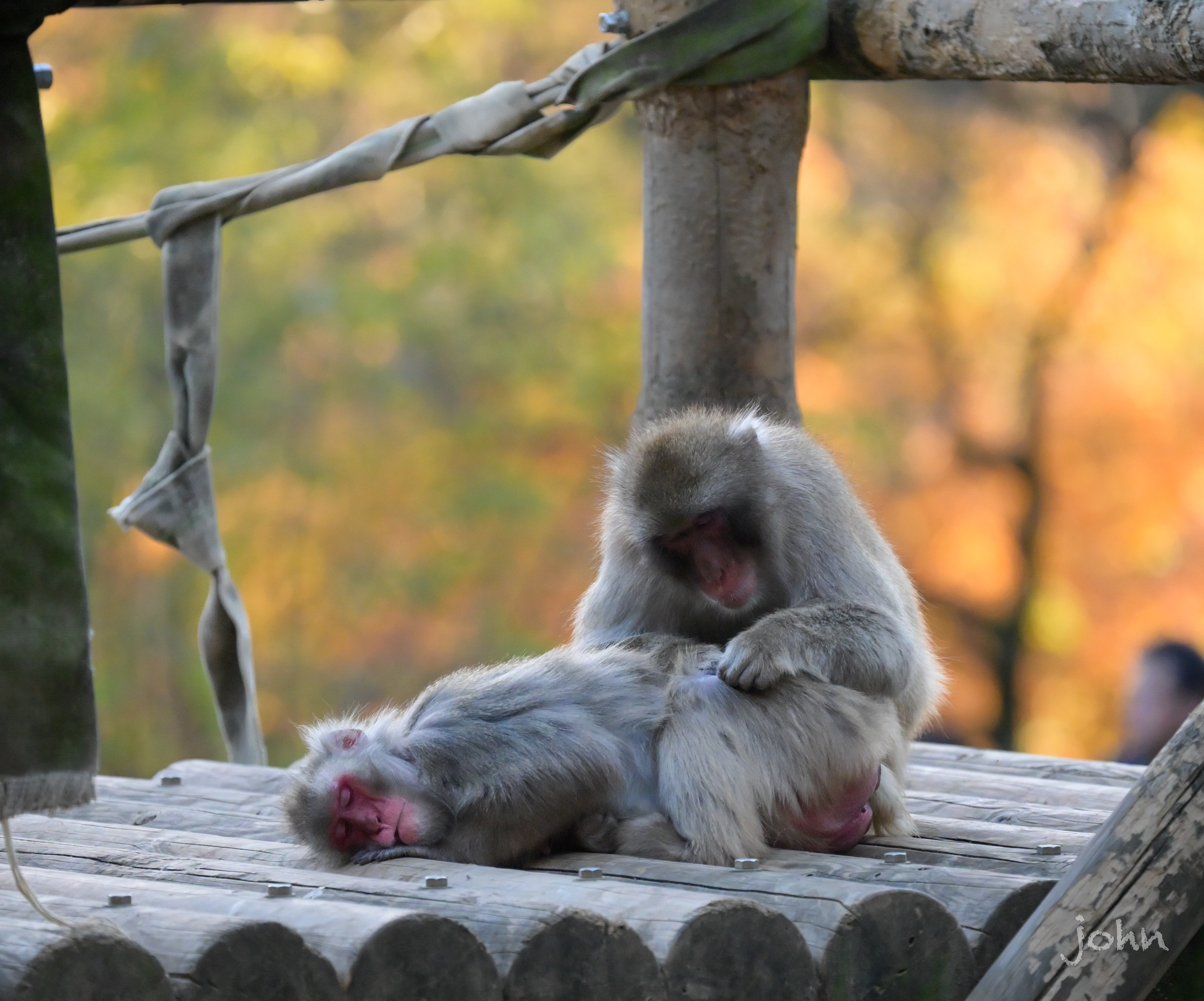 Nikon Zfで秋の多摩動物公園を散策｜じょん