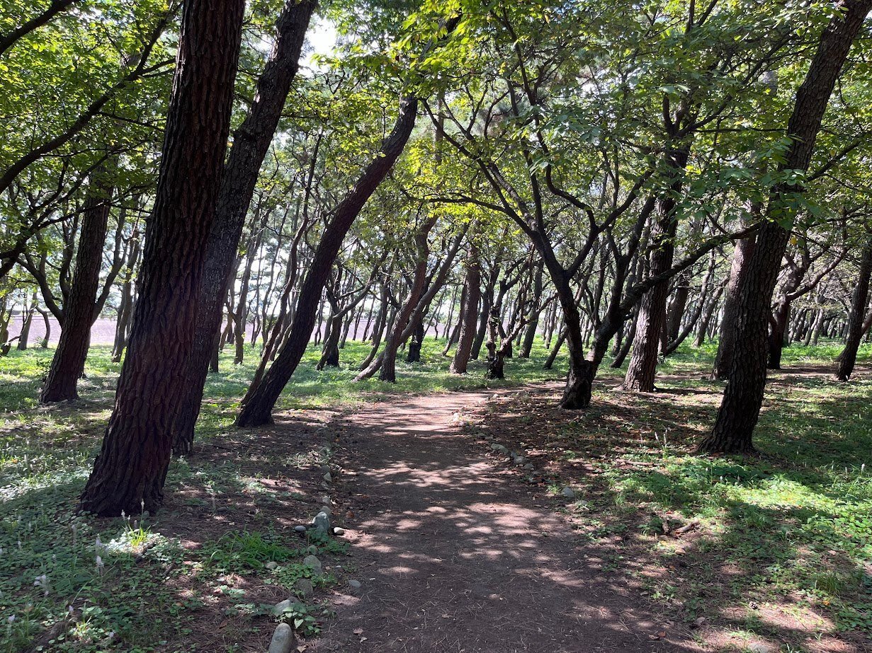 東海道五十三次 掛軸 三島宿（古美術もりみや/浮世絵・版画の