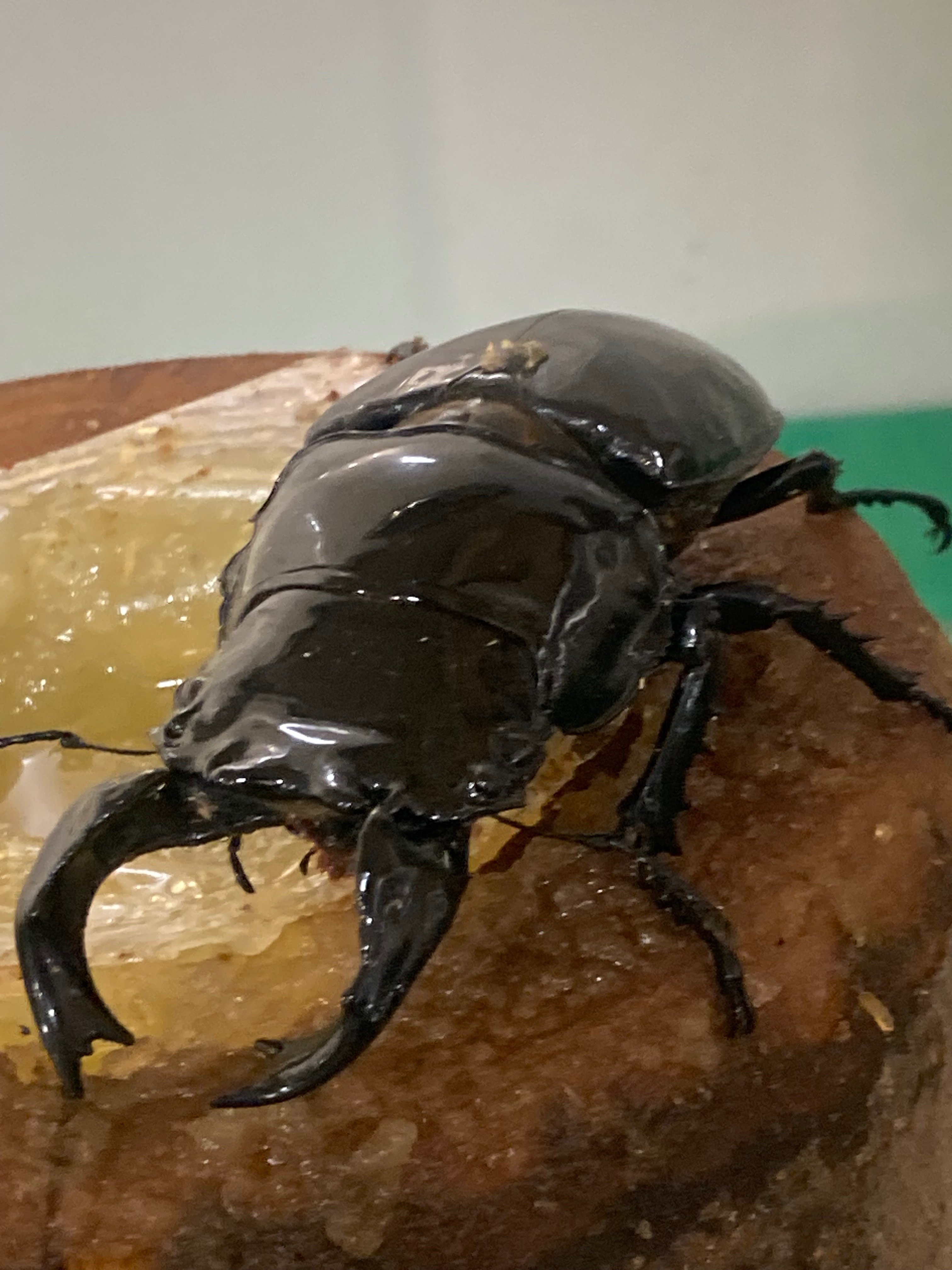 外国産クワカブについて｜ワンチャンラッキーマン