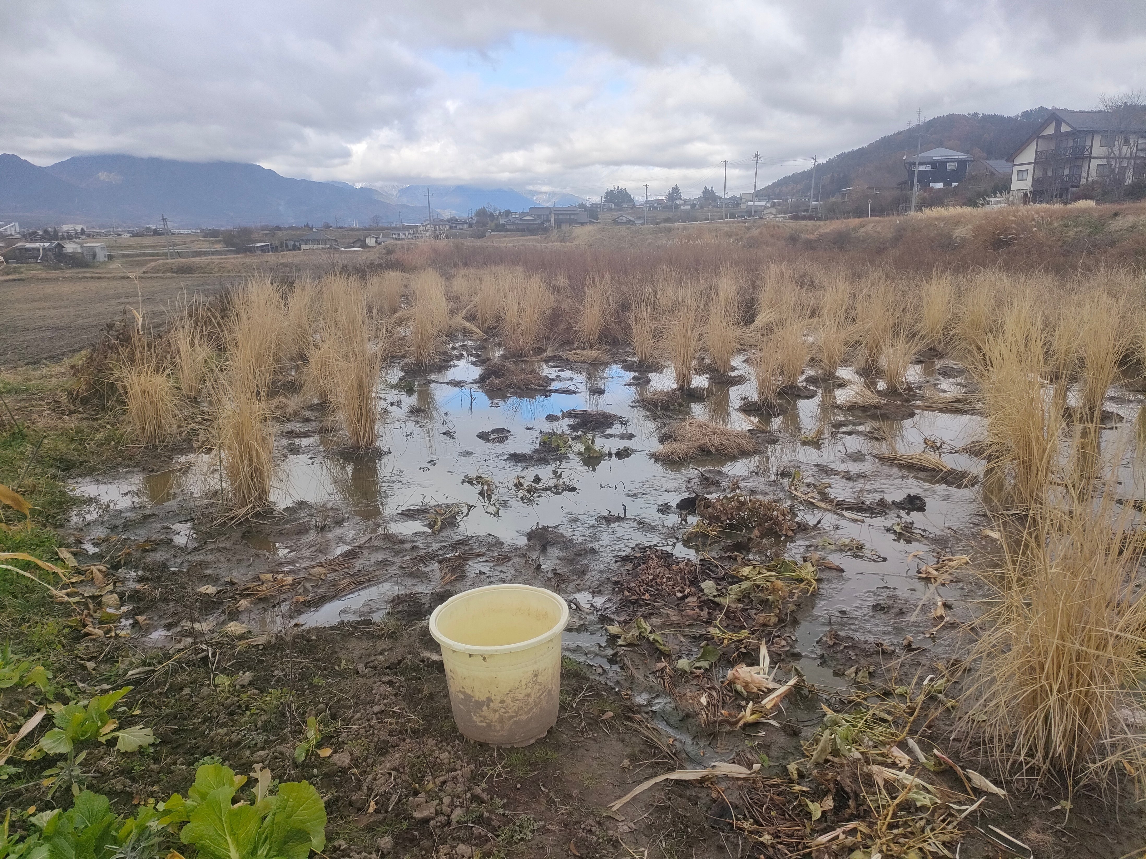 田んぼの排水｜shanthi-usui