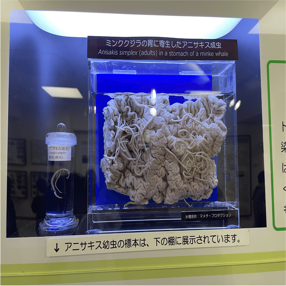 目黒寄生虫館に行ってきた｜さかなとムシの研究所