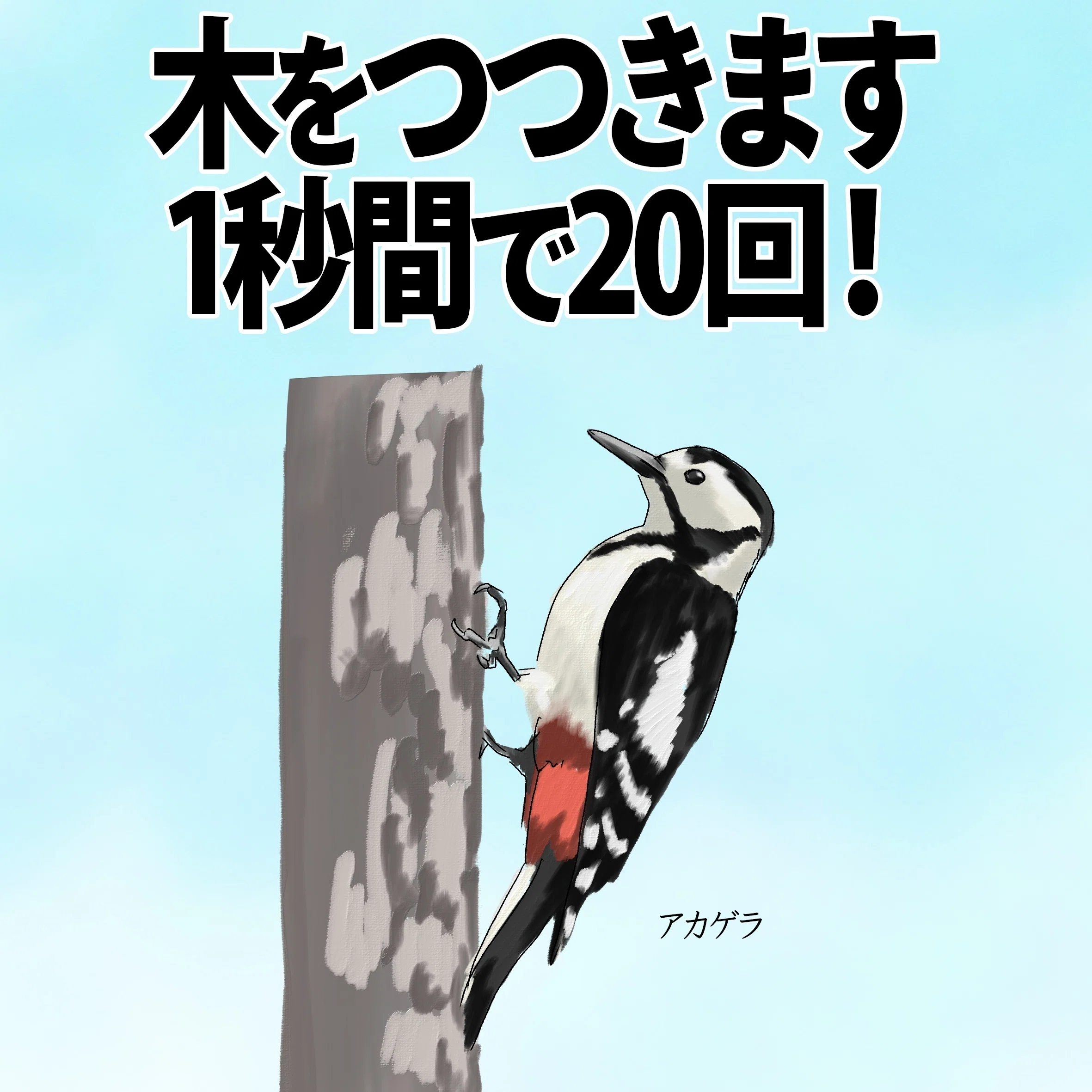 アカゲラの木をつつくスピード！！｜くますけ｜自然ガイド・クリエイター