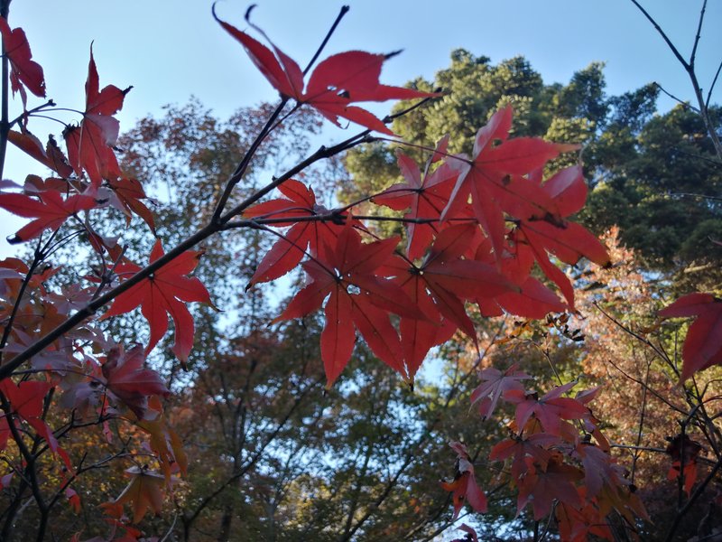 11/18、とあるお寺にて。青空に紅の葉が映えます。
